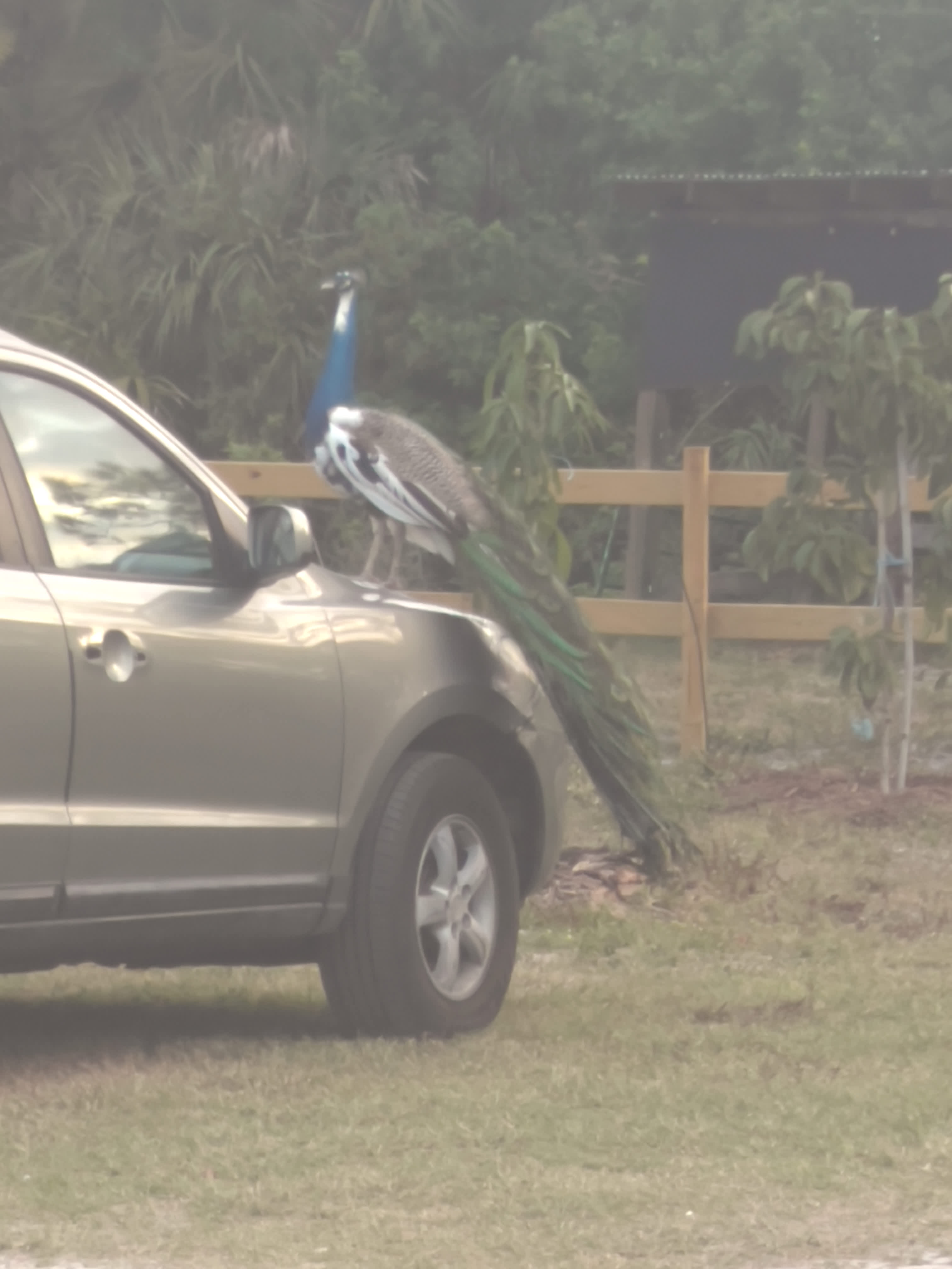 Bell Oaks Ranch 5 min from Beach