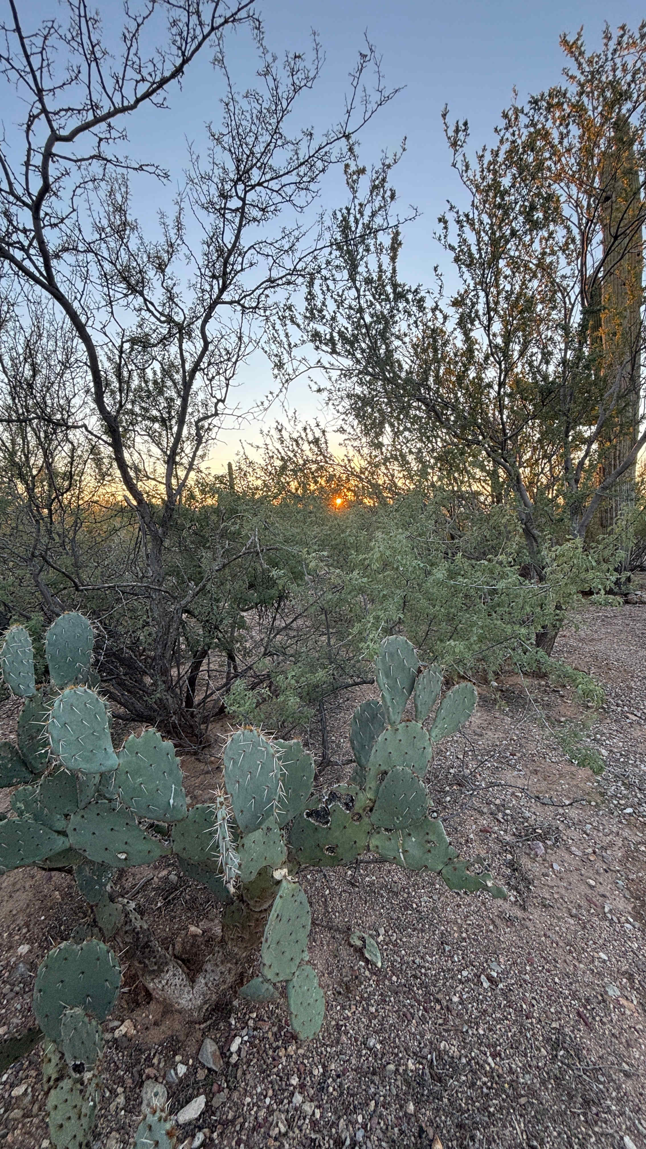 Camp Saguaro