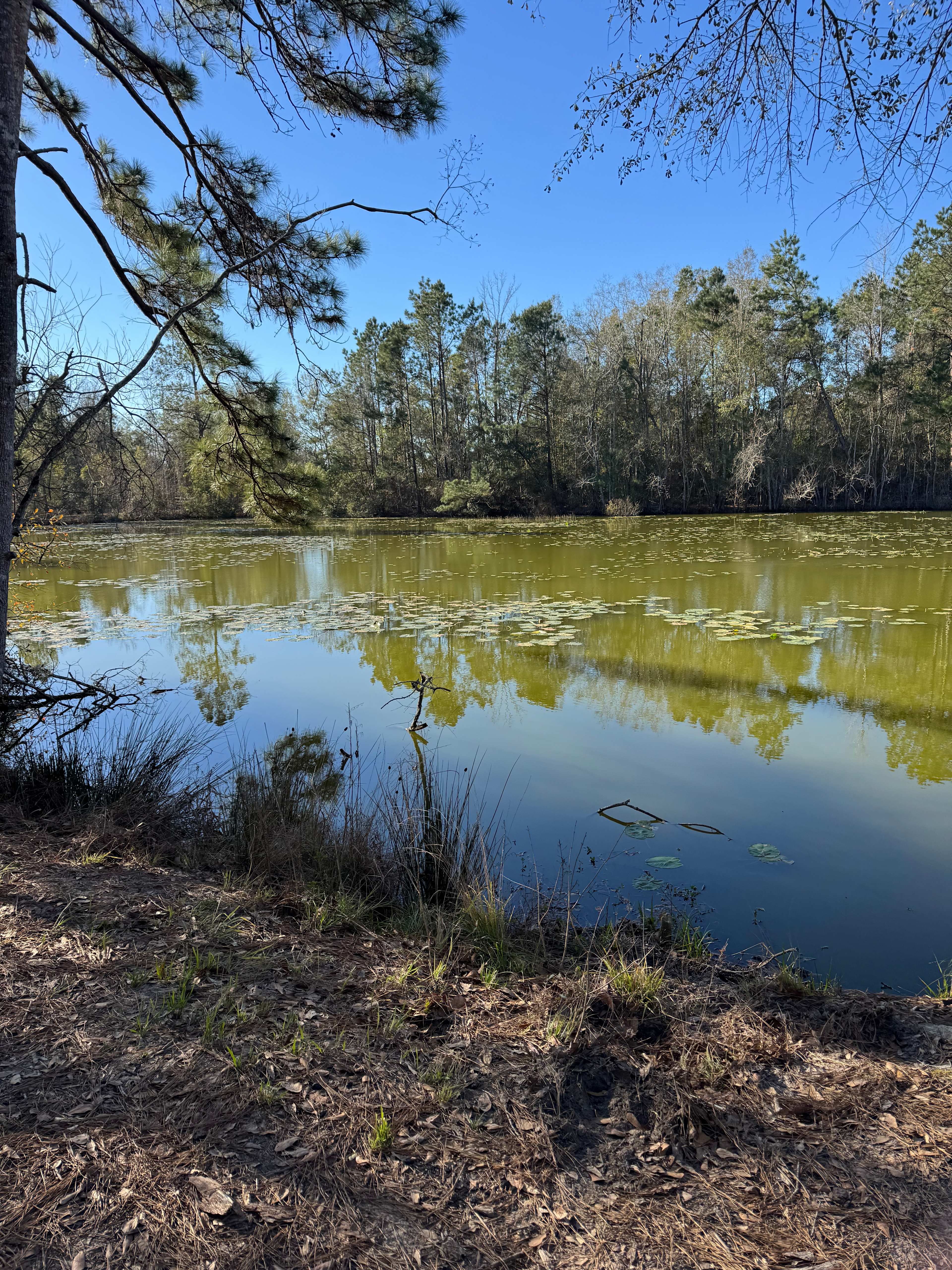 Snow White Sanctuary