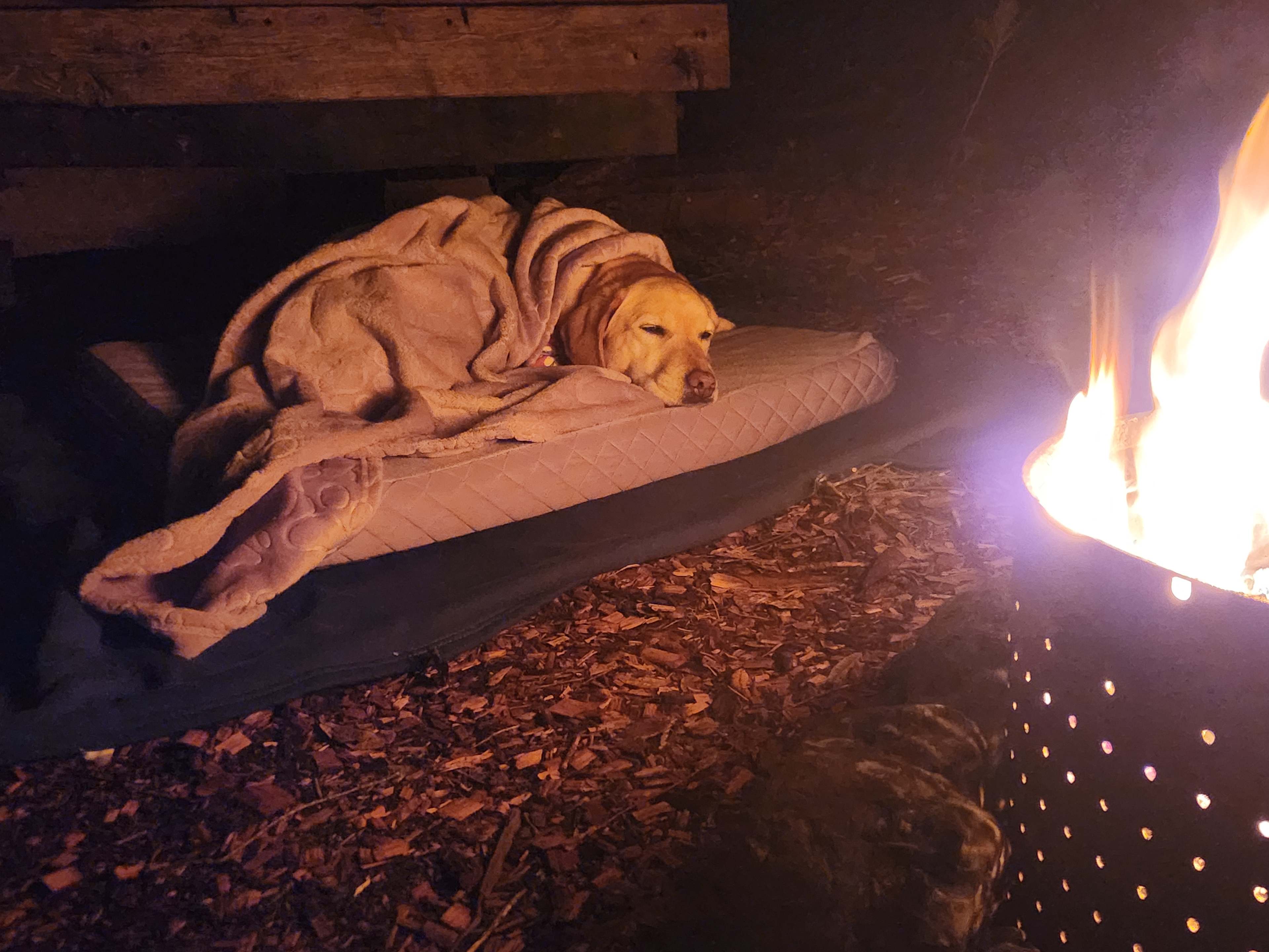 Yay for pet friendly! 