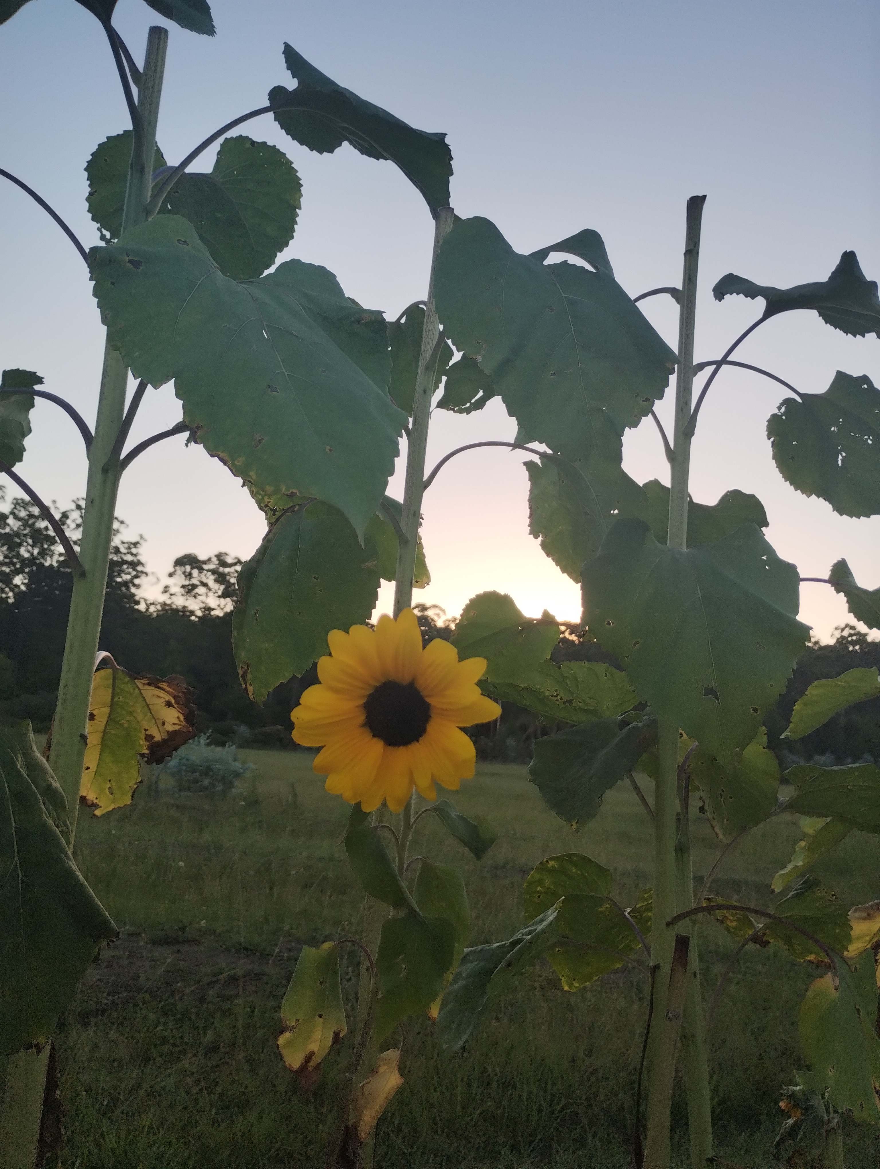 Benefields Rose Farm