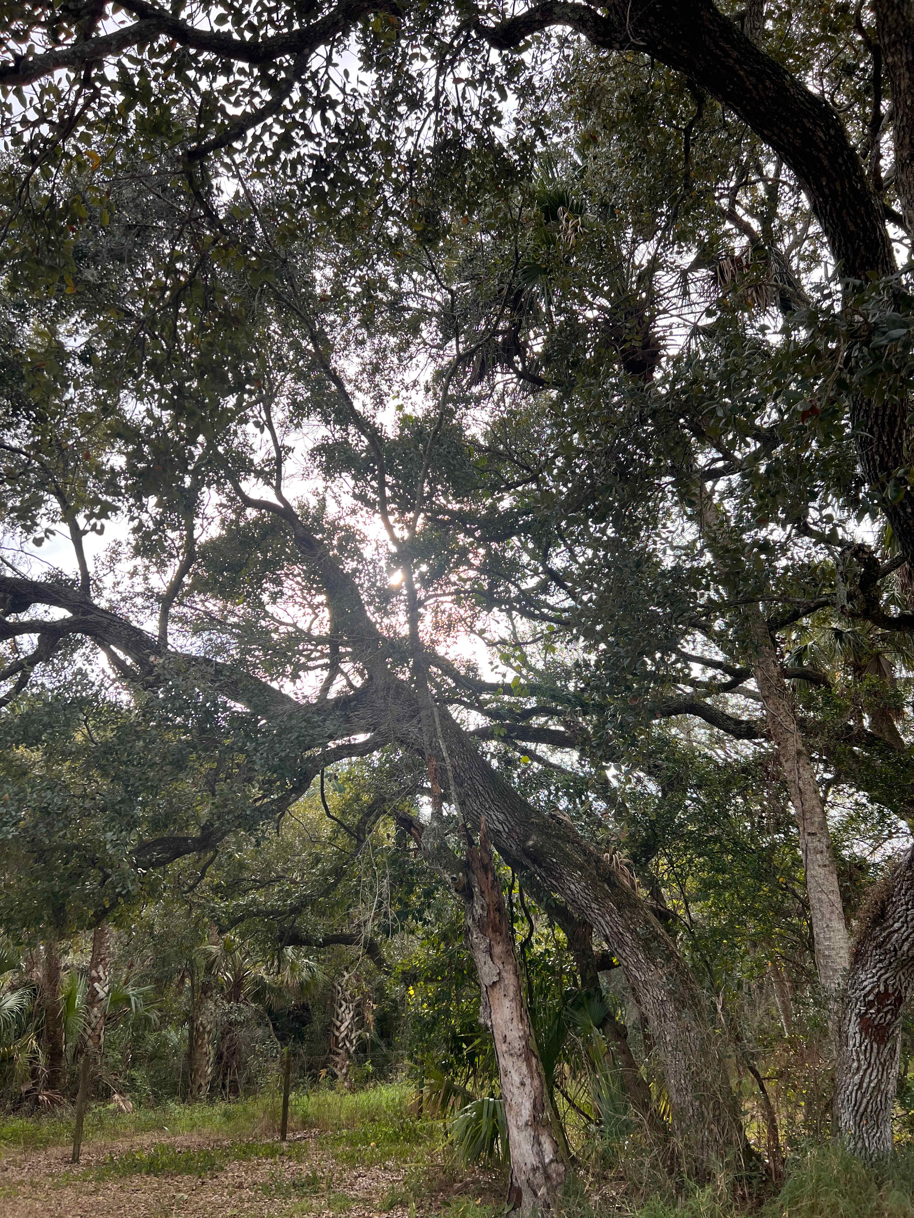 Taste of Old Florida