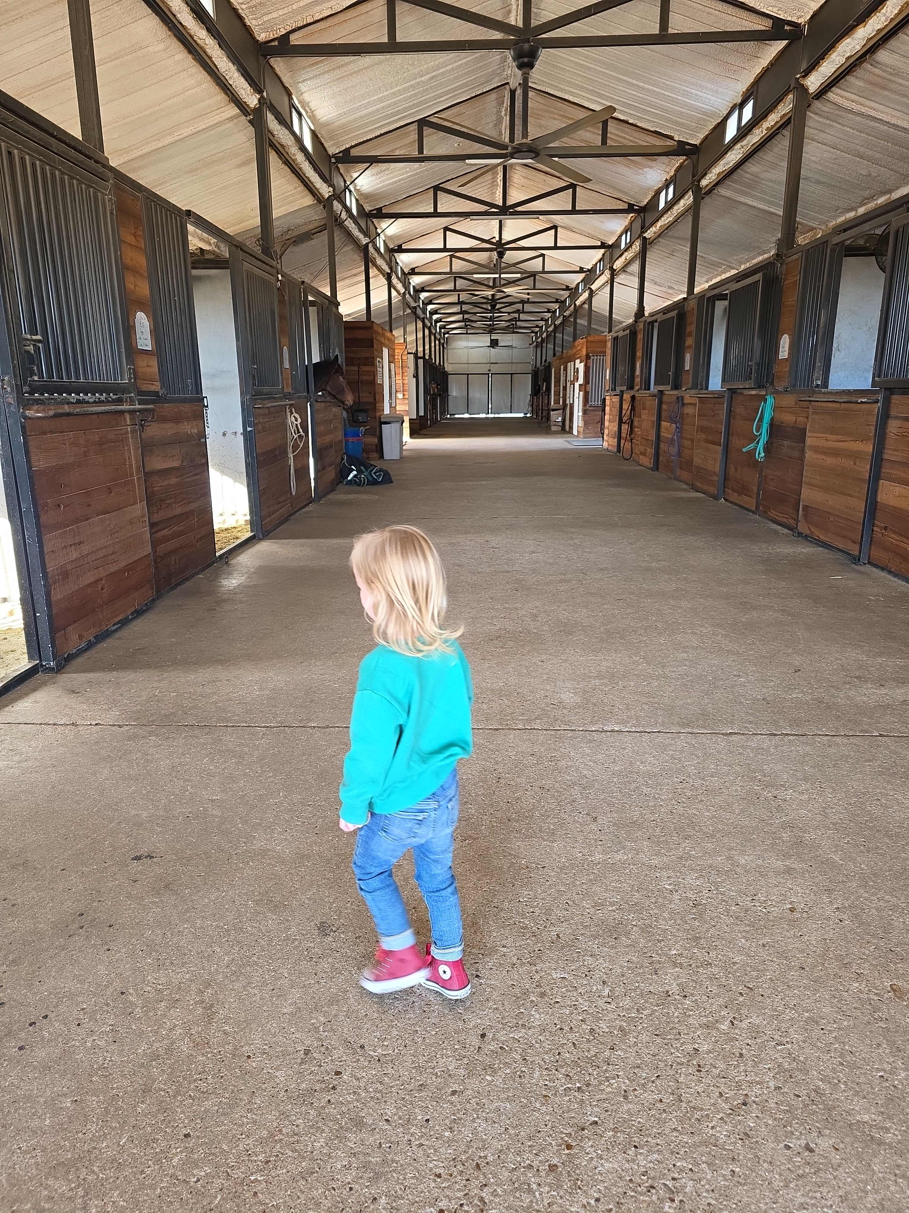 Quiet Horse farm with Baby Horses