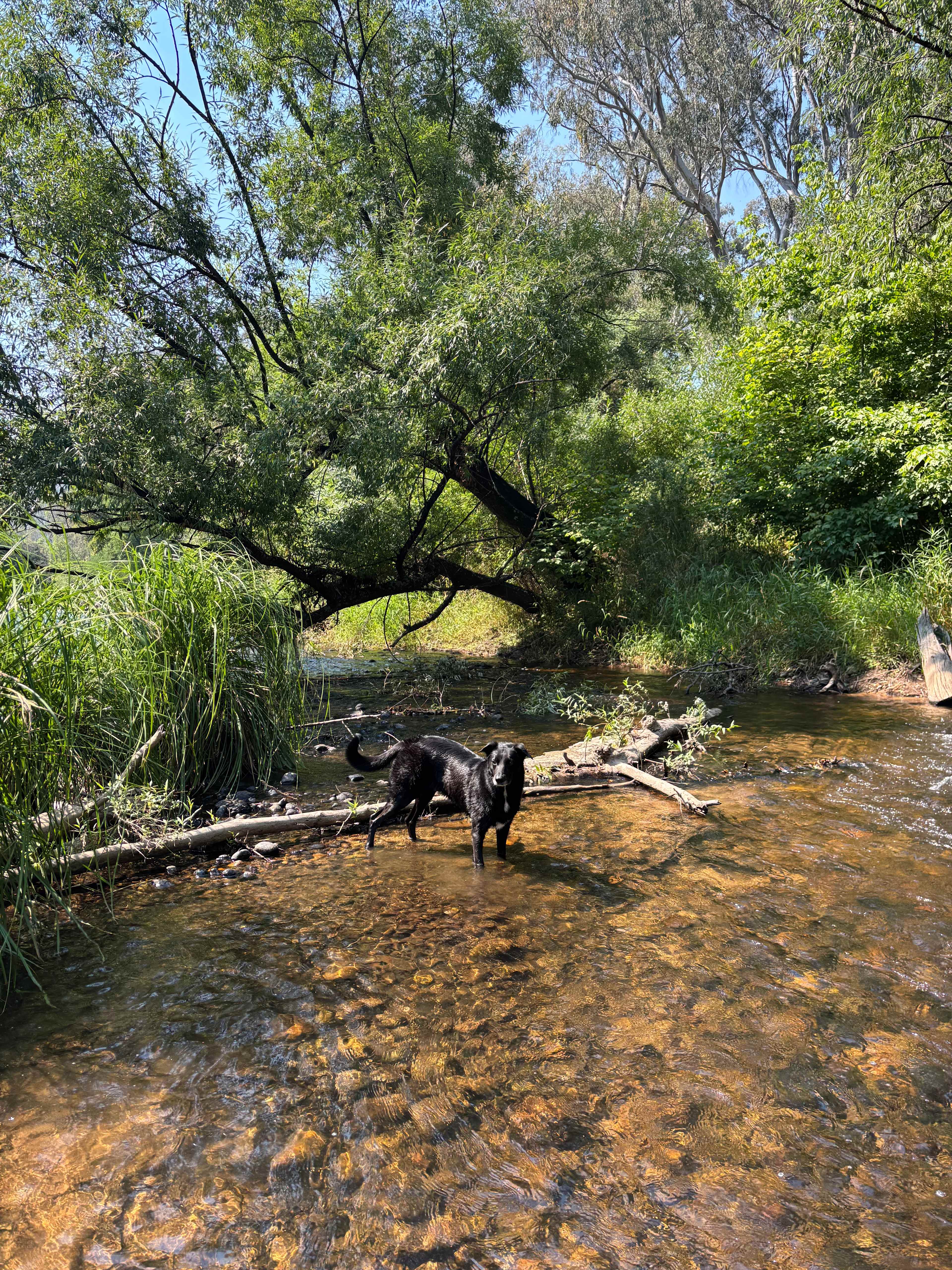 Riverside King Valley