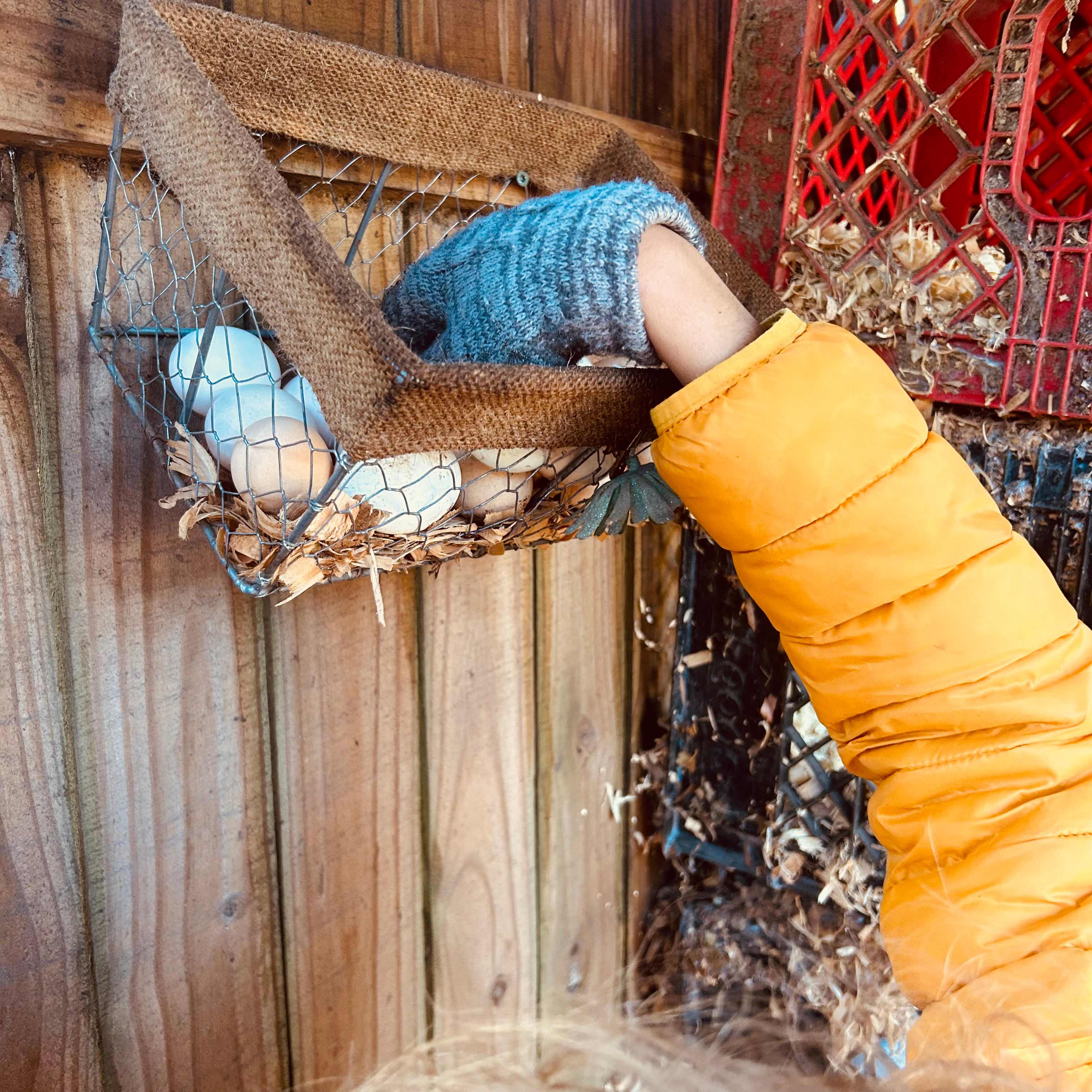 Serene Forested Blueberry Farm