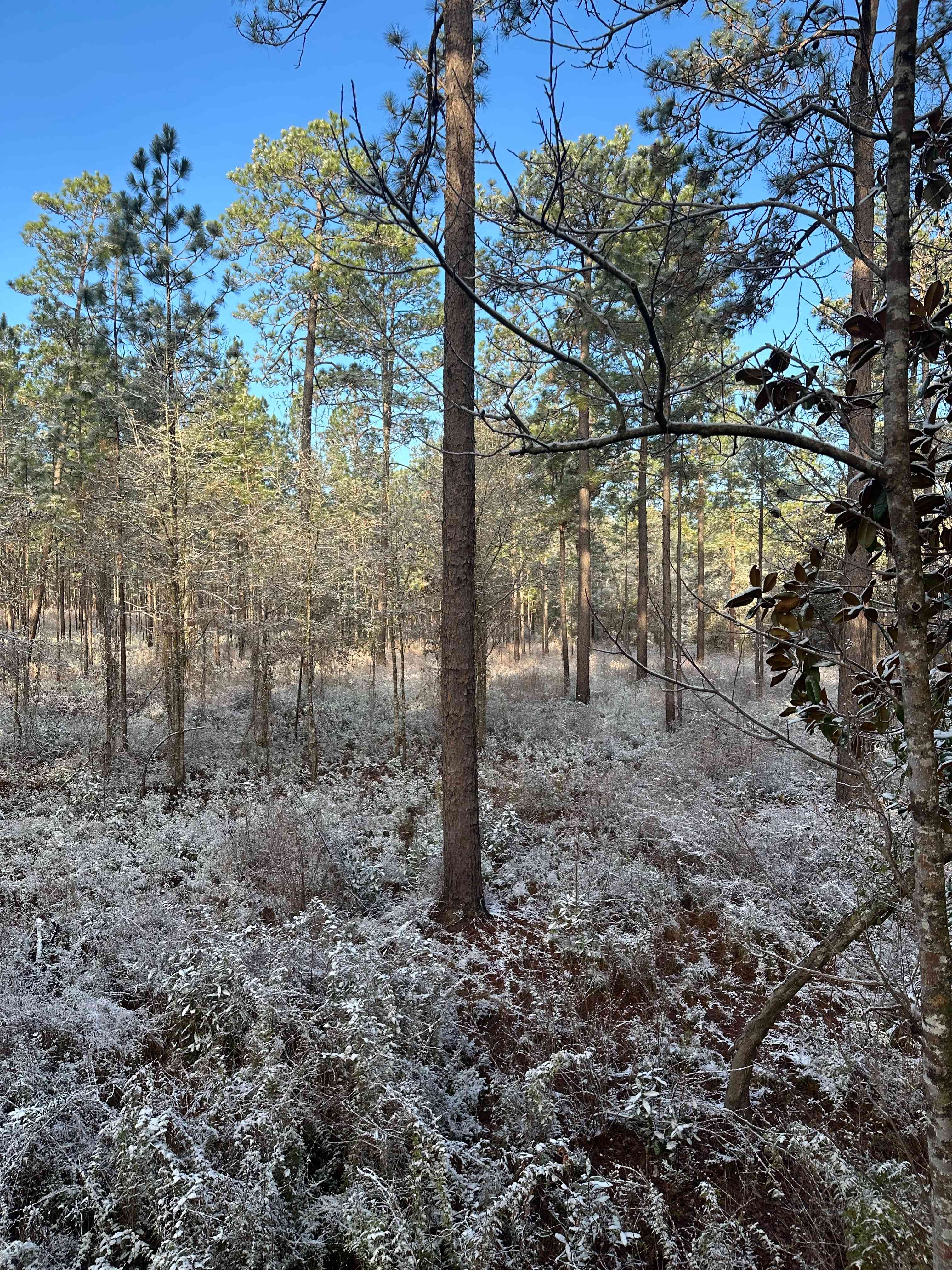 Boggy Hollow, 01/18/2026