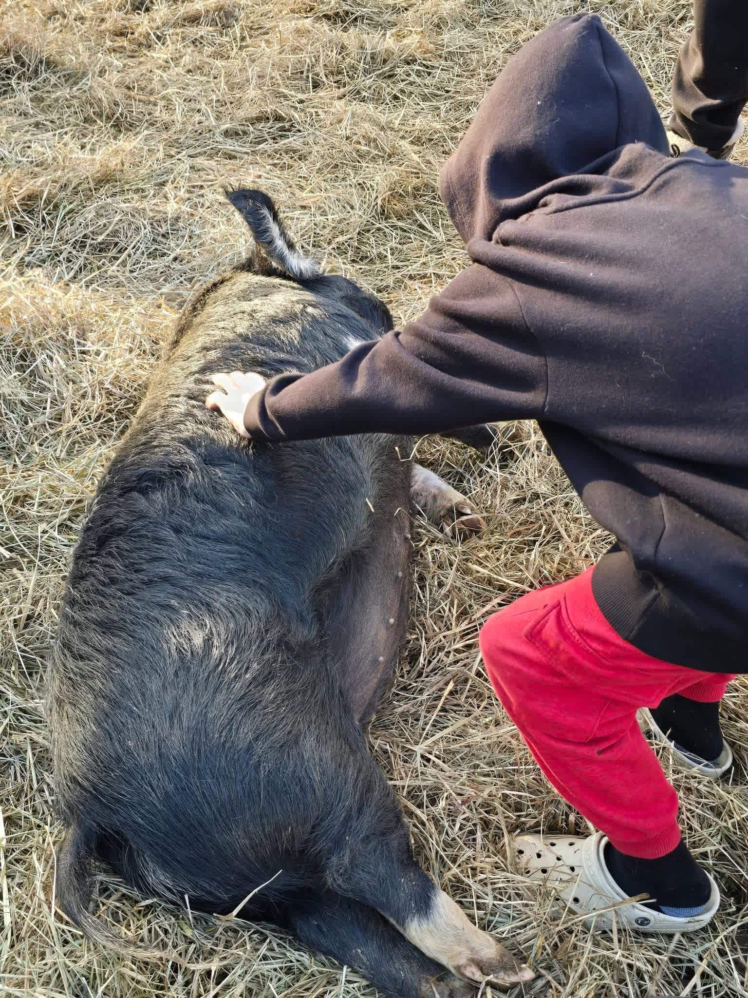 Magical Mountain Resorts