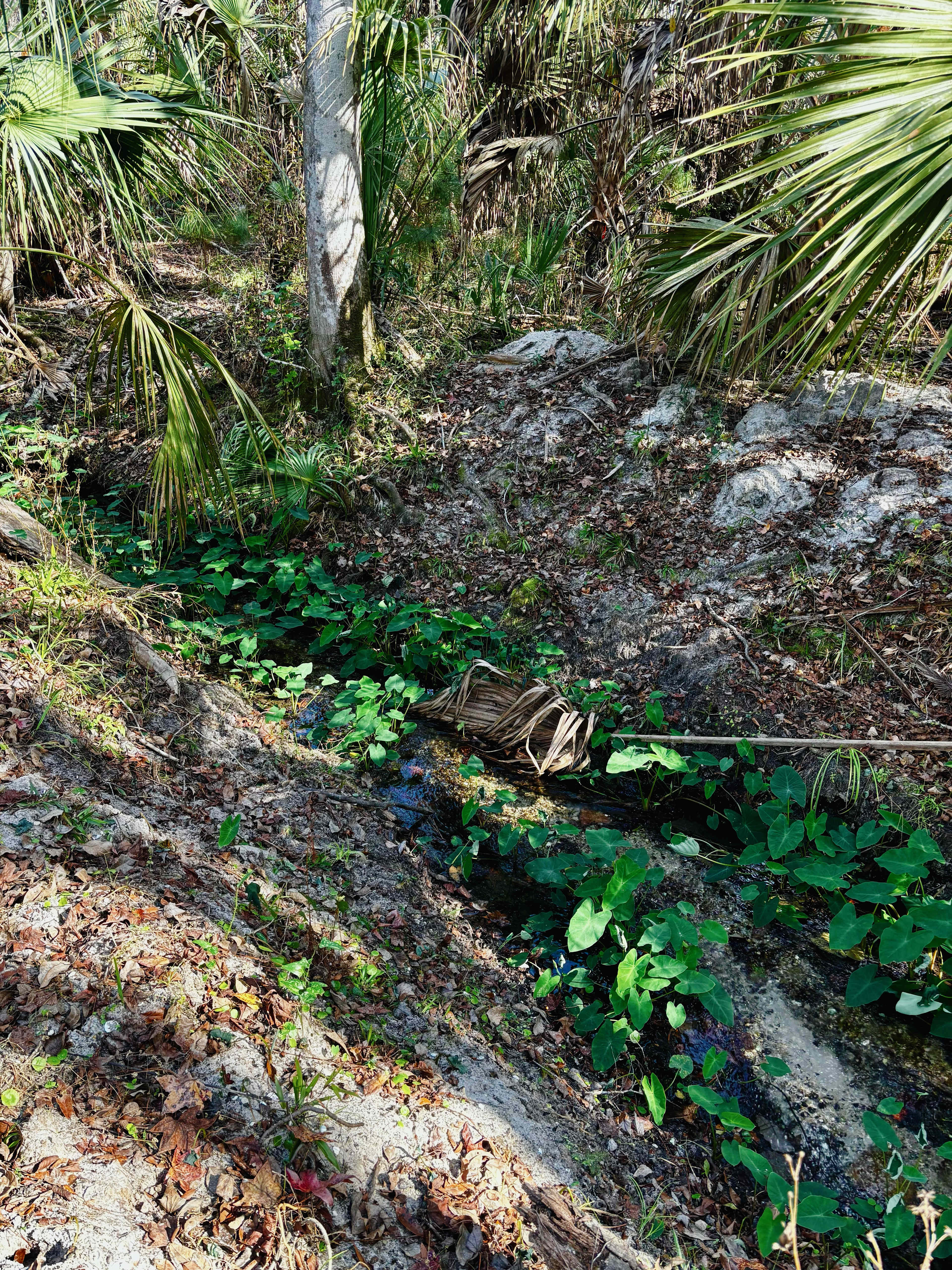 Camp Seminole Springs