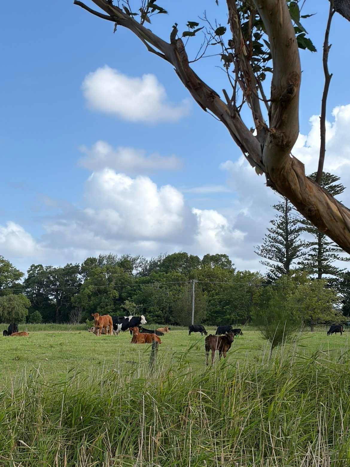 Misty Mountain Farm - Farm Stay