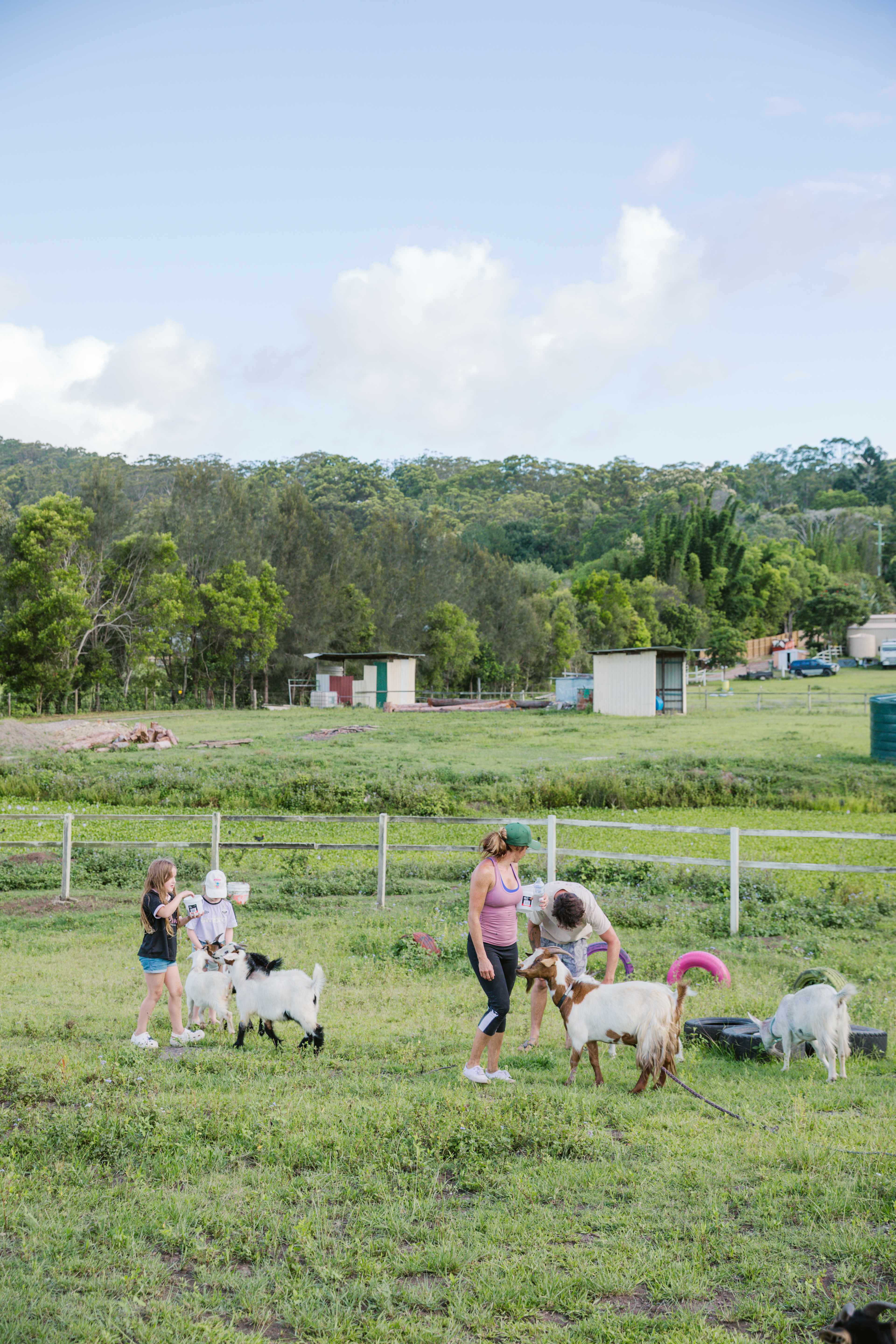 Feeding the goats