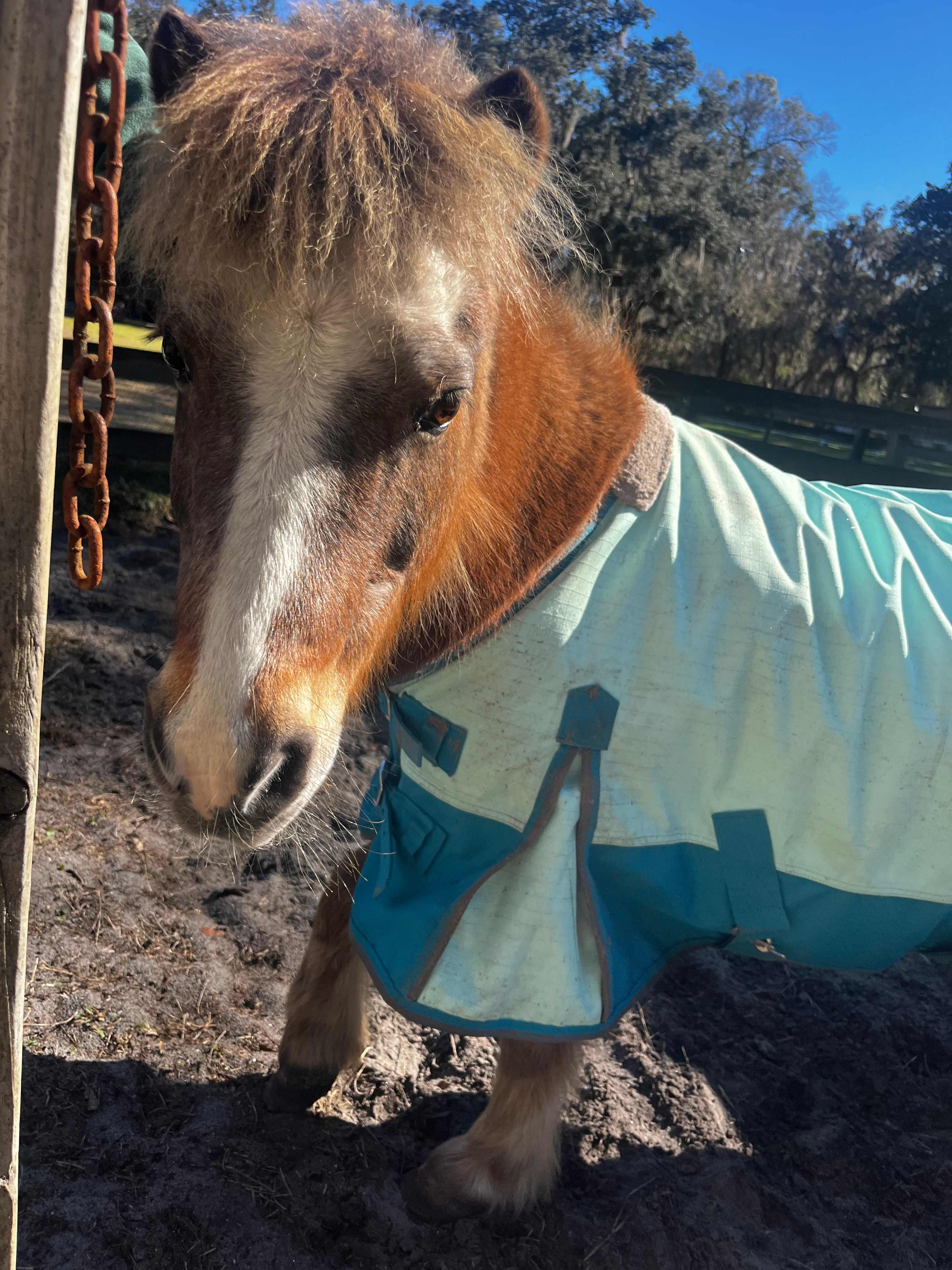 Wooded areas in a horse pasture