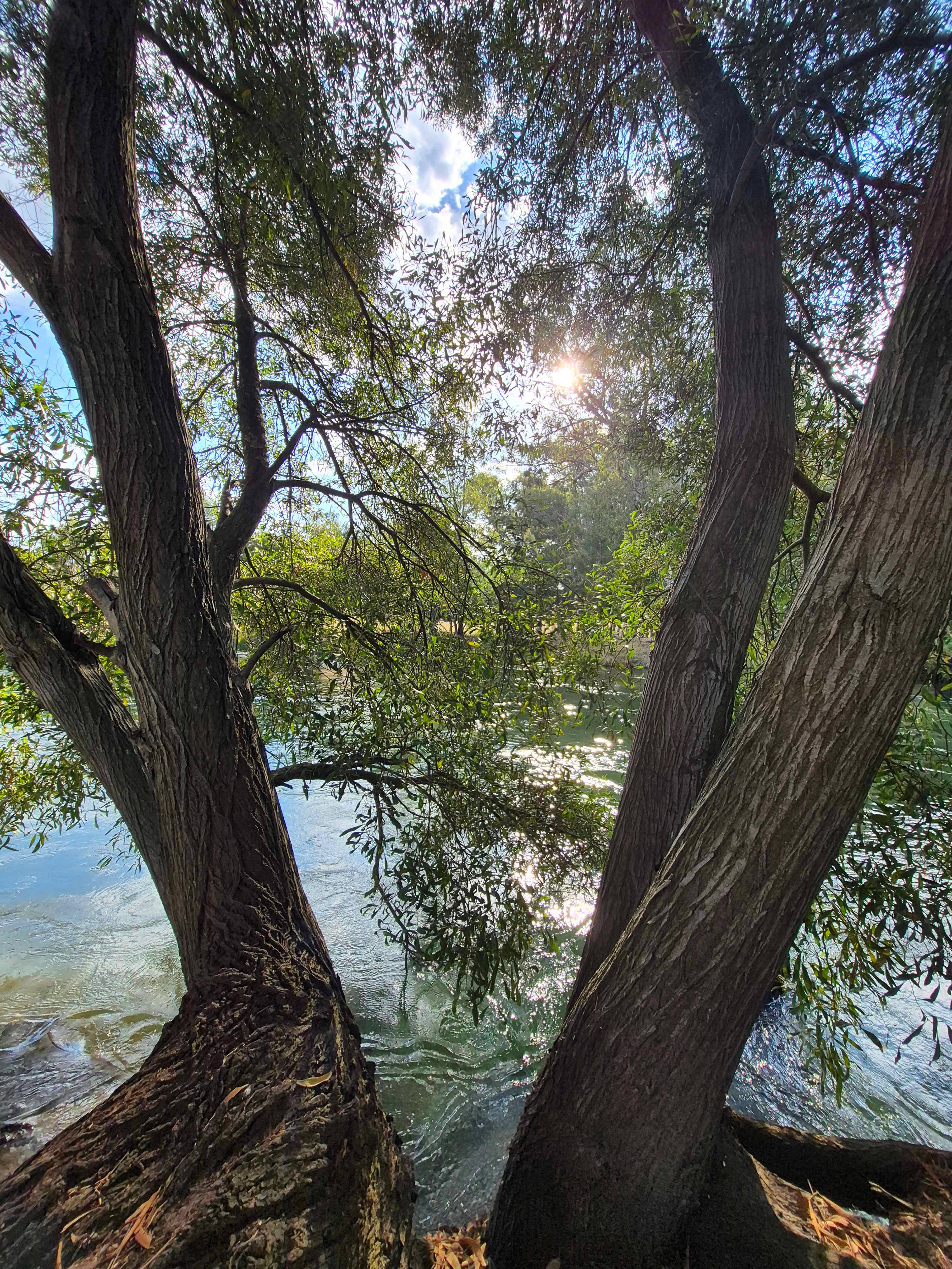Bahwidgee on Tumut River