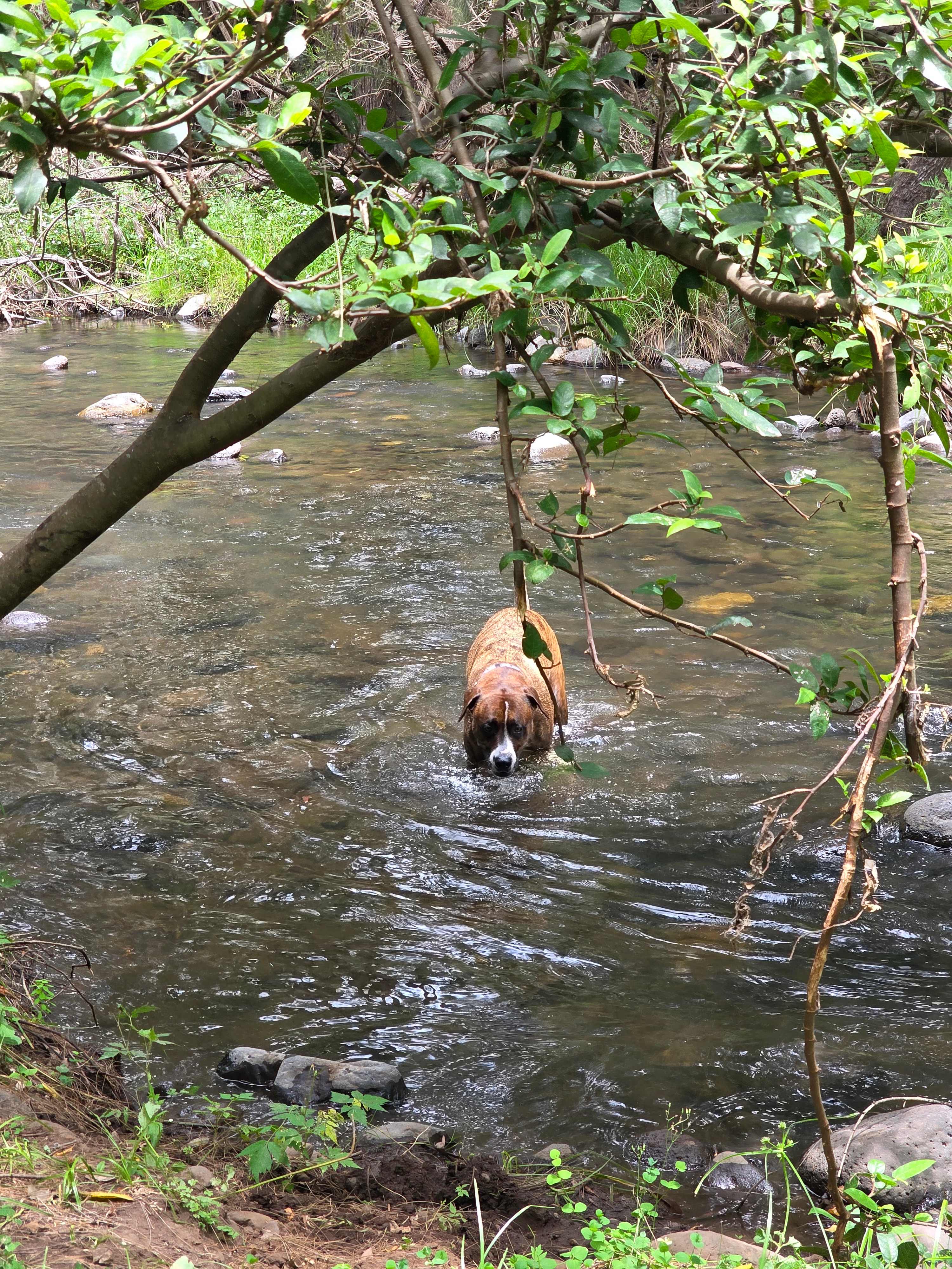 Fur baby loves the water 