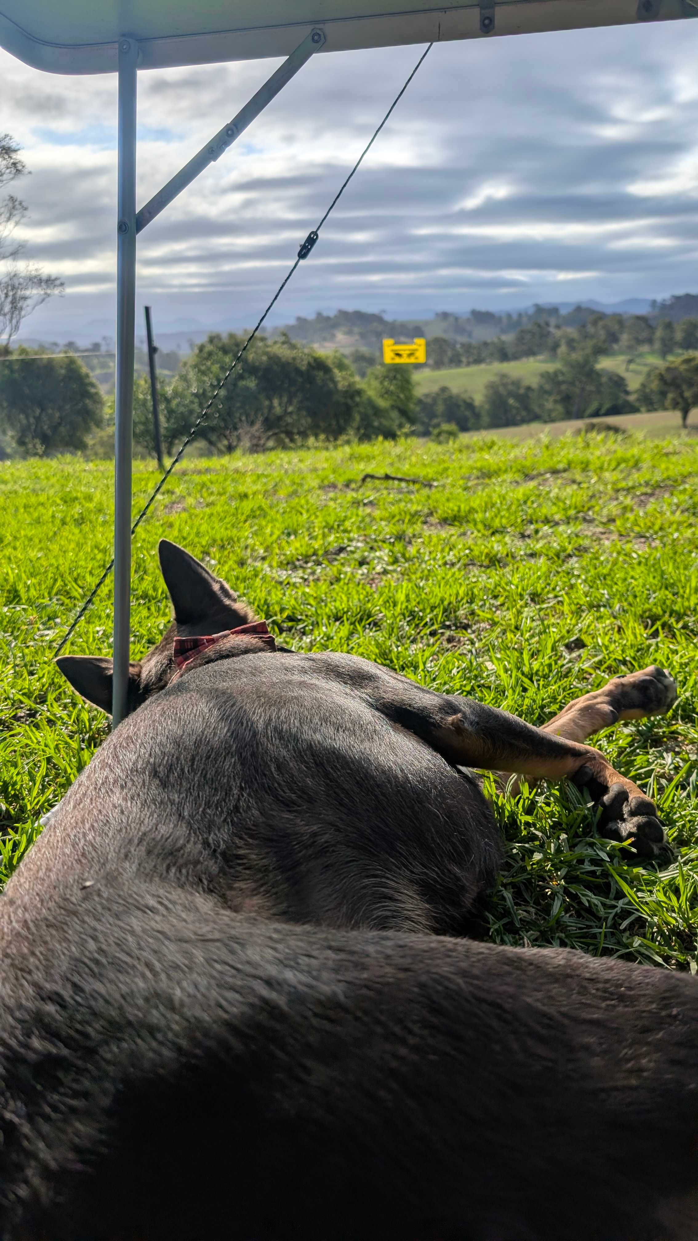 Sapphire Coast Dairy-Homestead