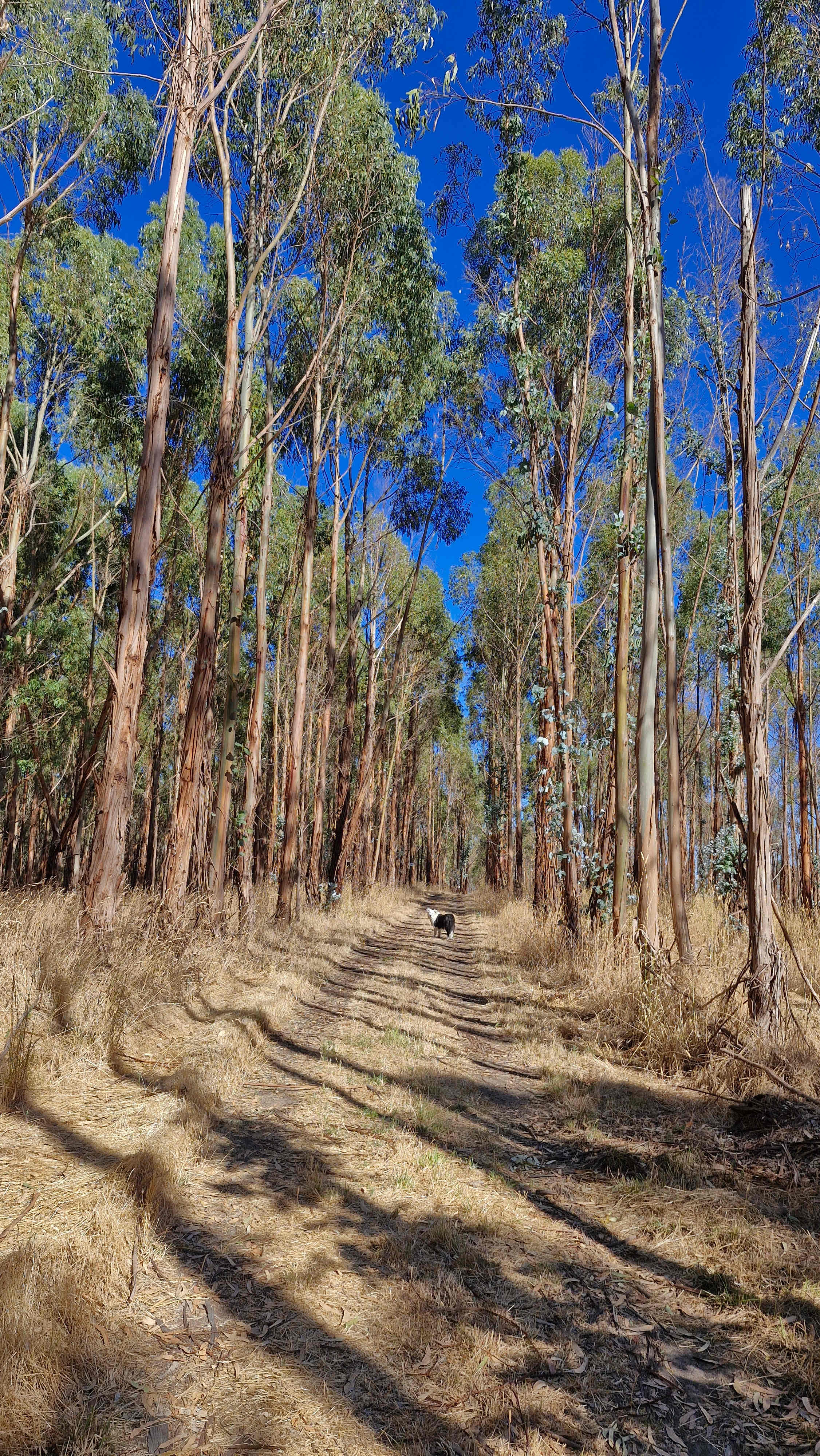 Koala Coast Retreat Farm