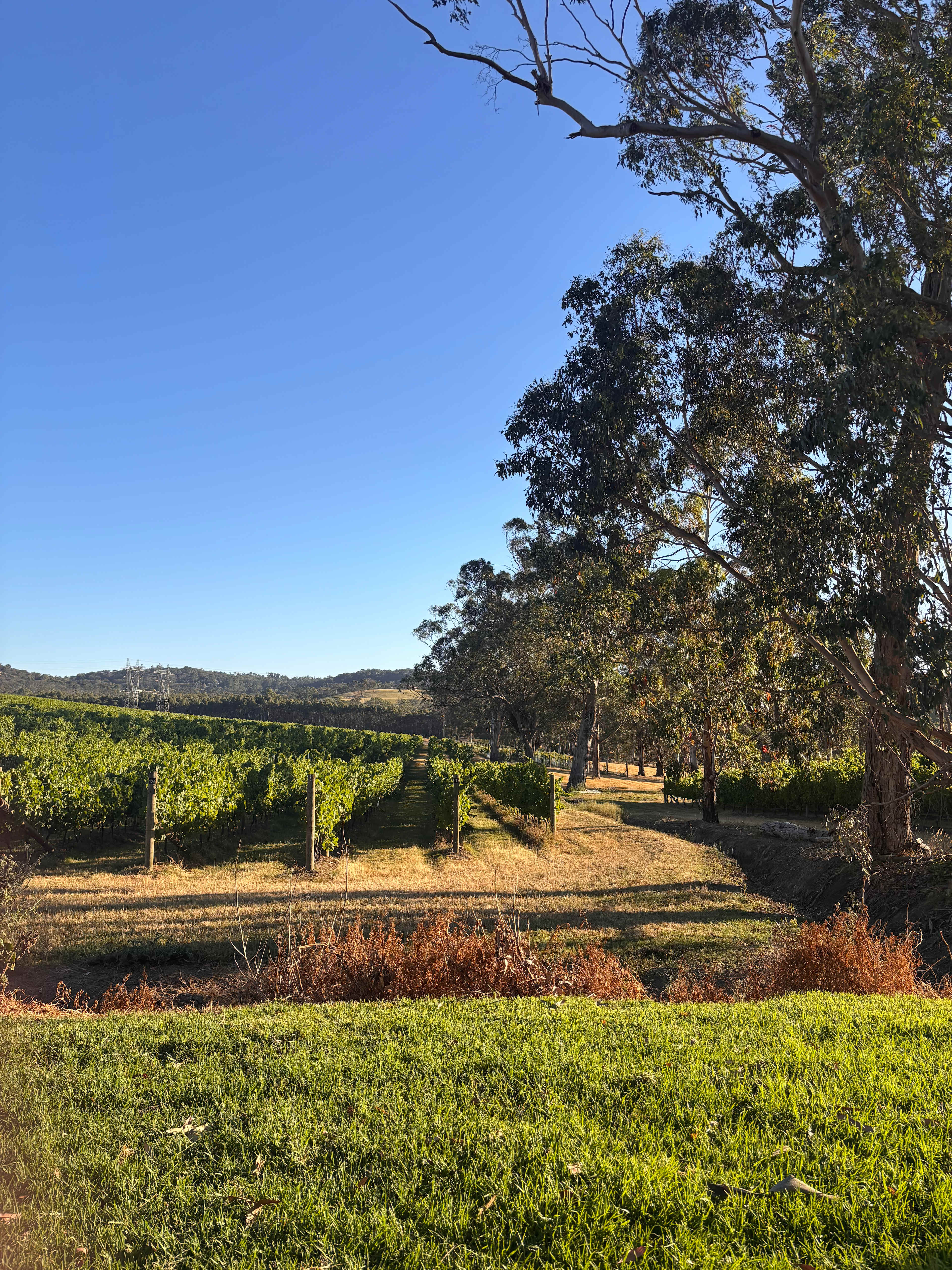 Yarra Valley Vineyard Views