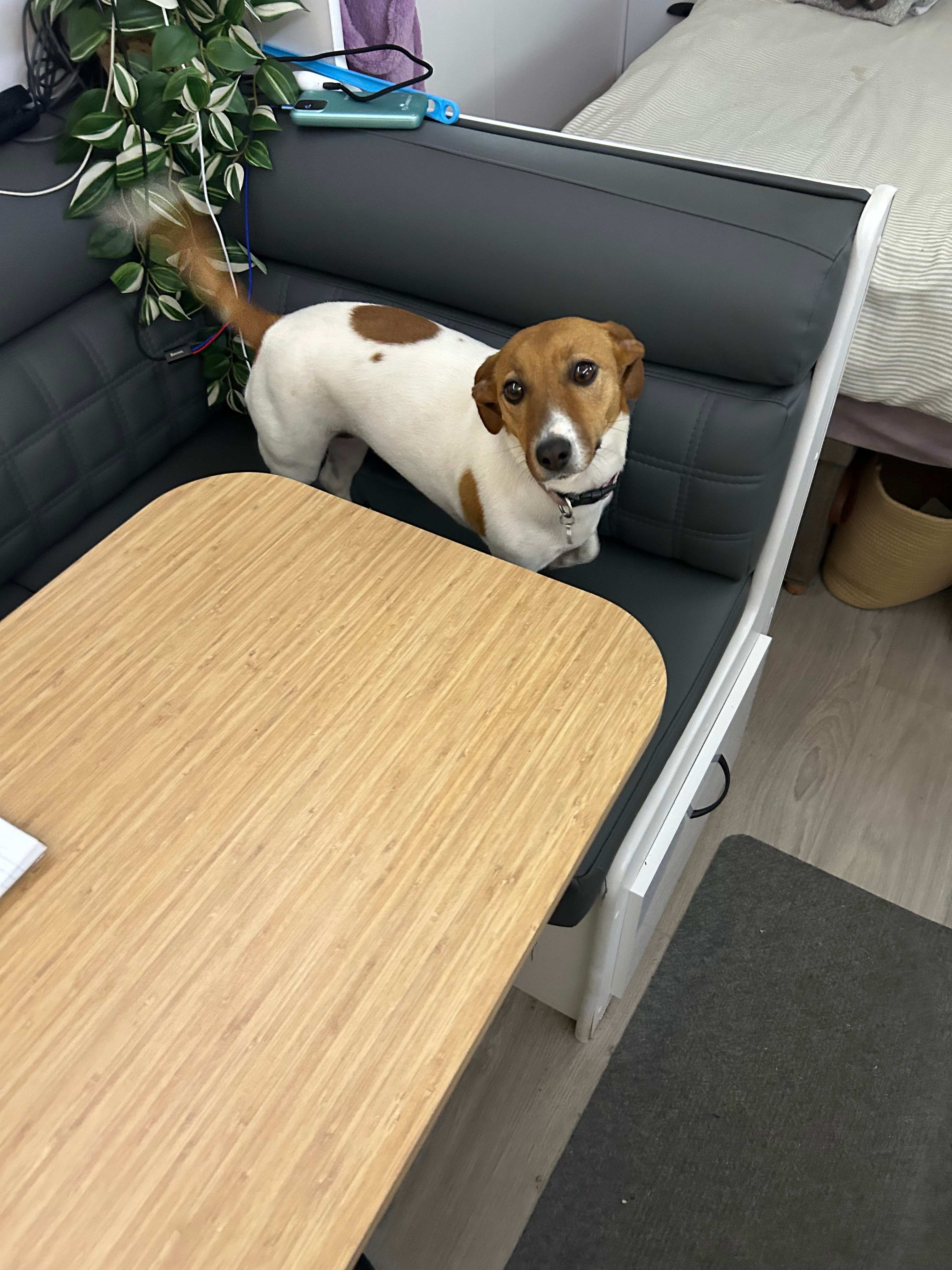 The gorgeous Milli making herself at home 💜❤️