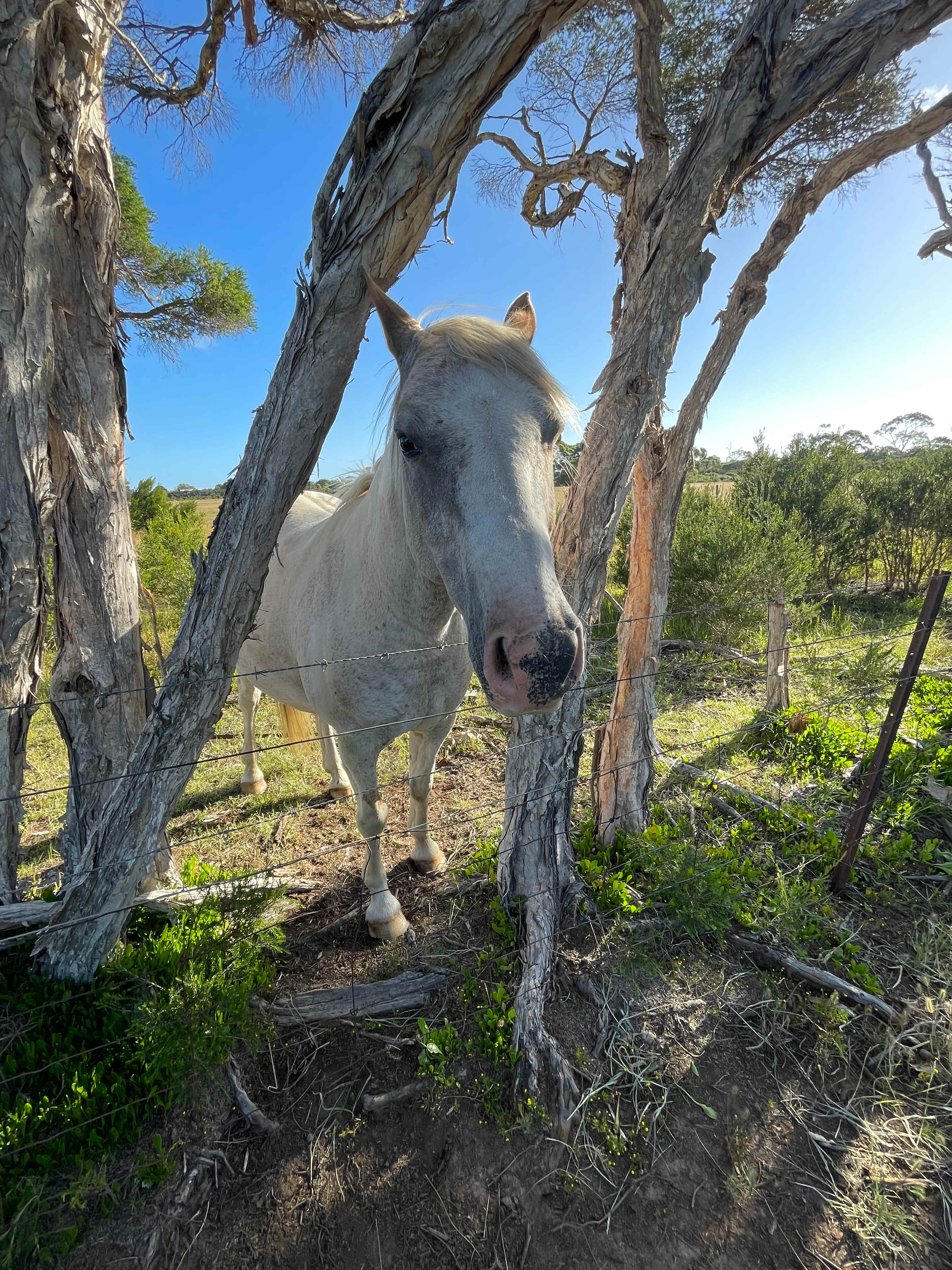 Stockyard Paddock Camping