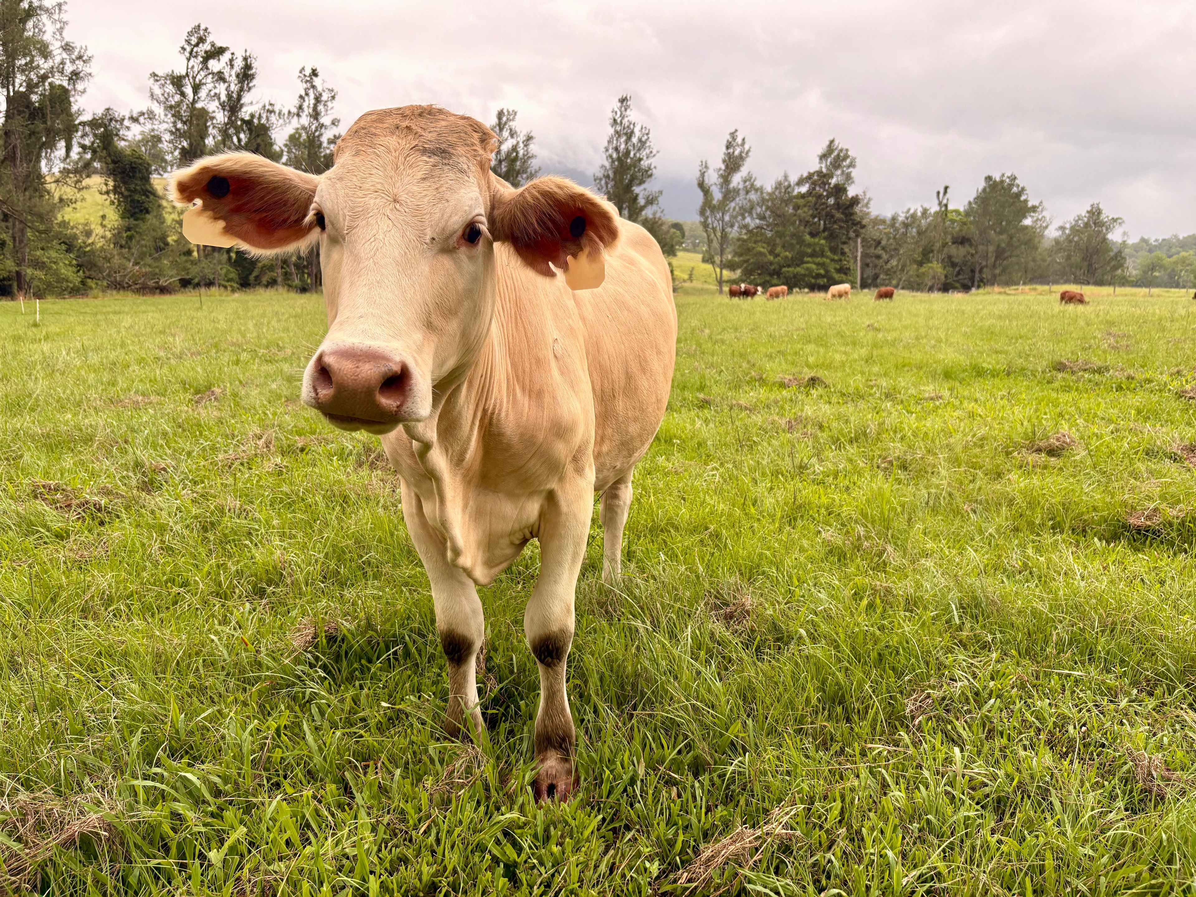 Tweed Valley Westbury Farm