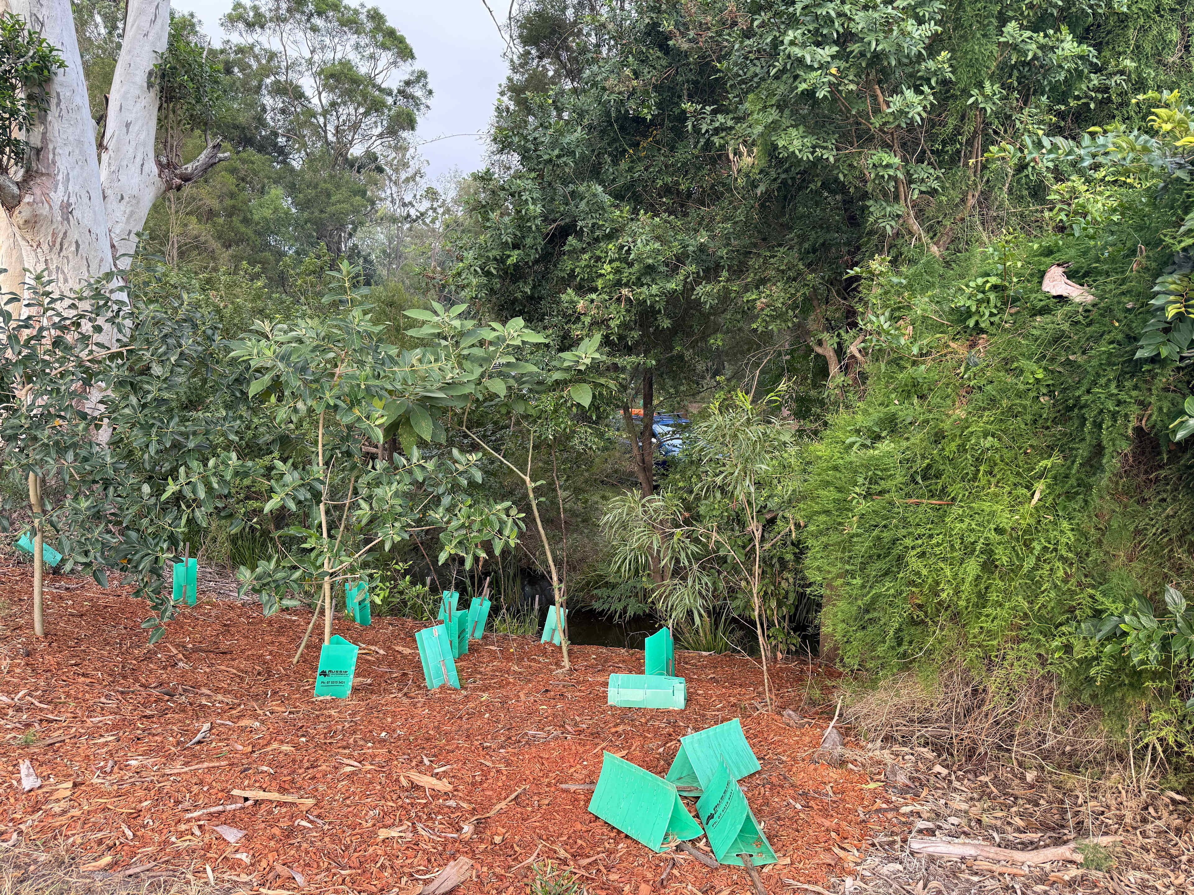 The owners have planted a lot of native trees. 🥰