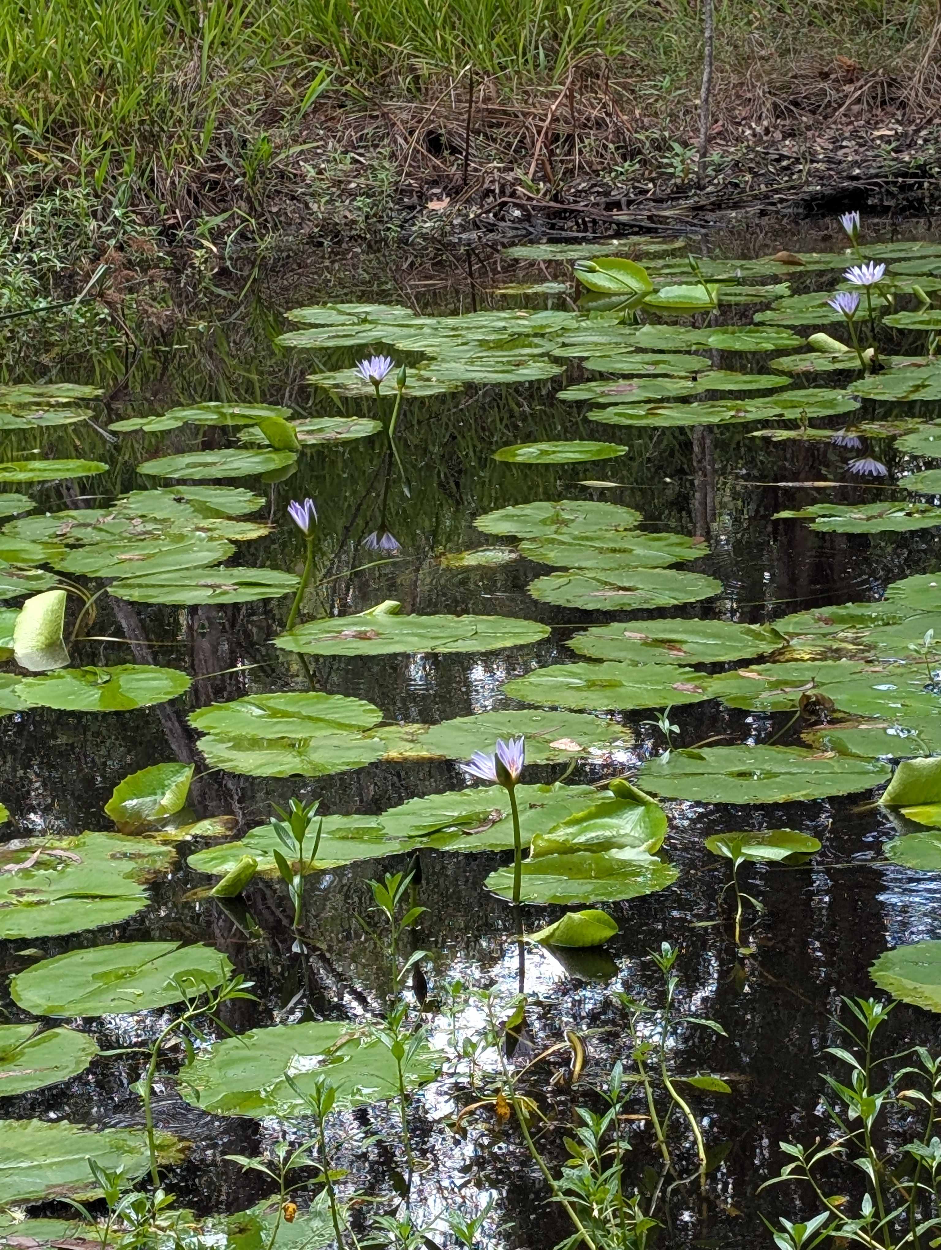 GingerNut Farm - Adults Only