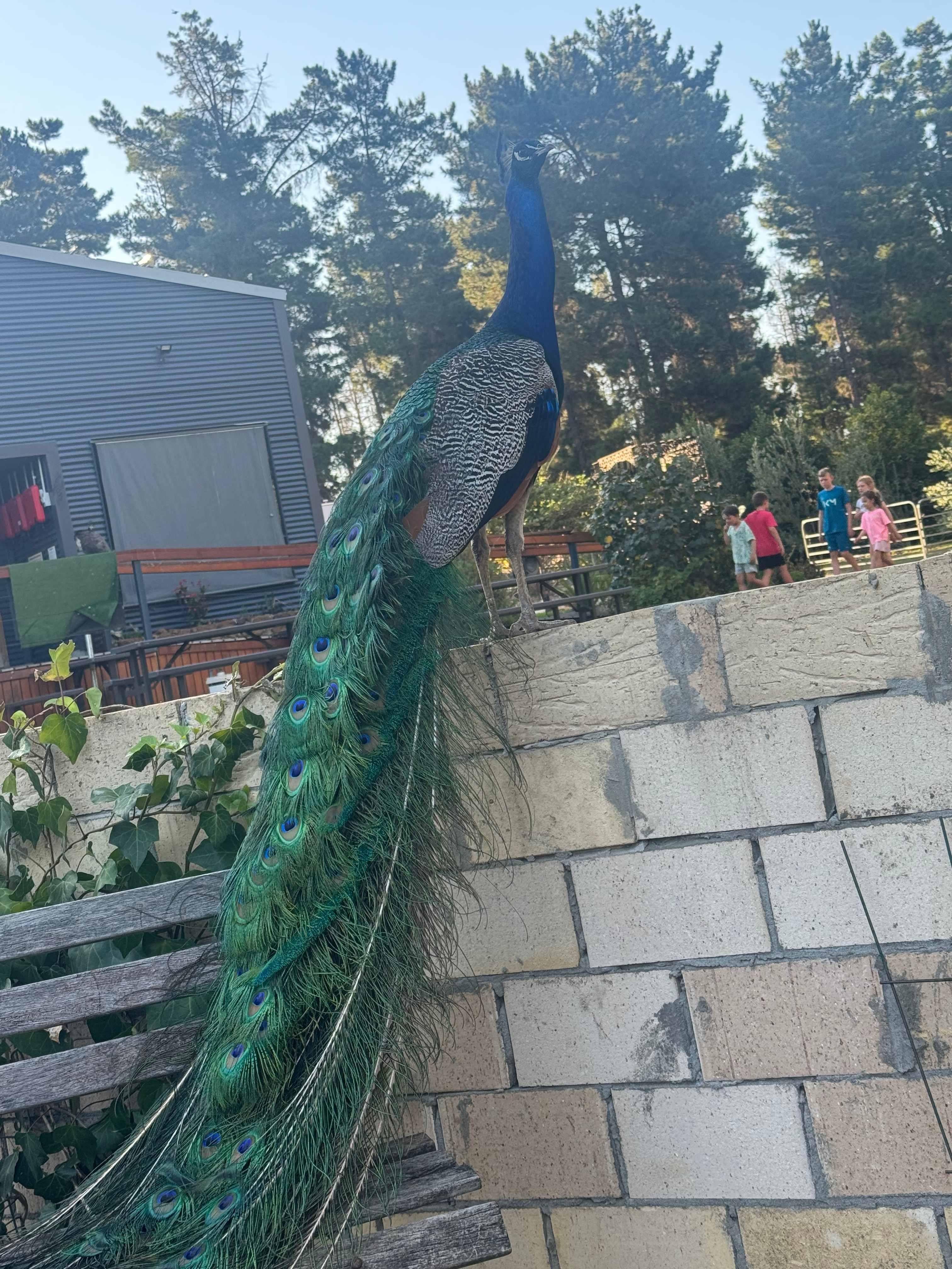 Little Eeden Farm Pine Camp