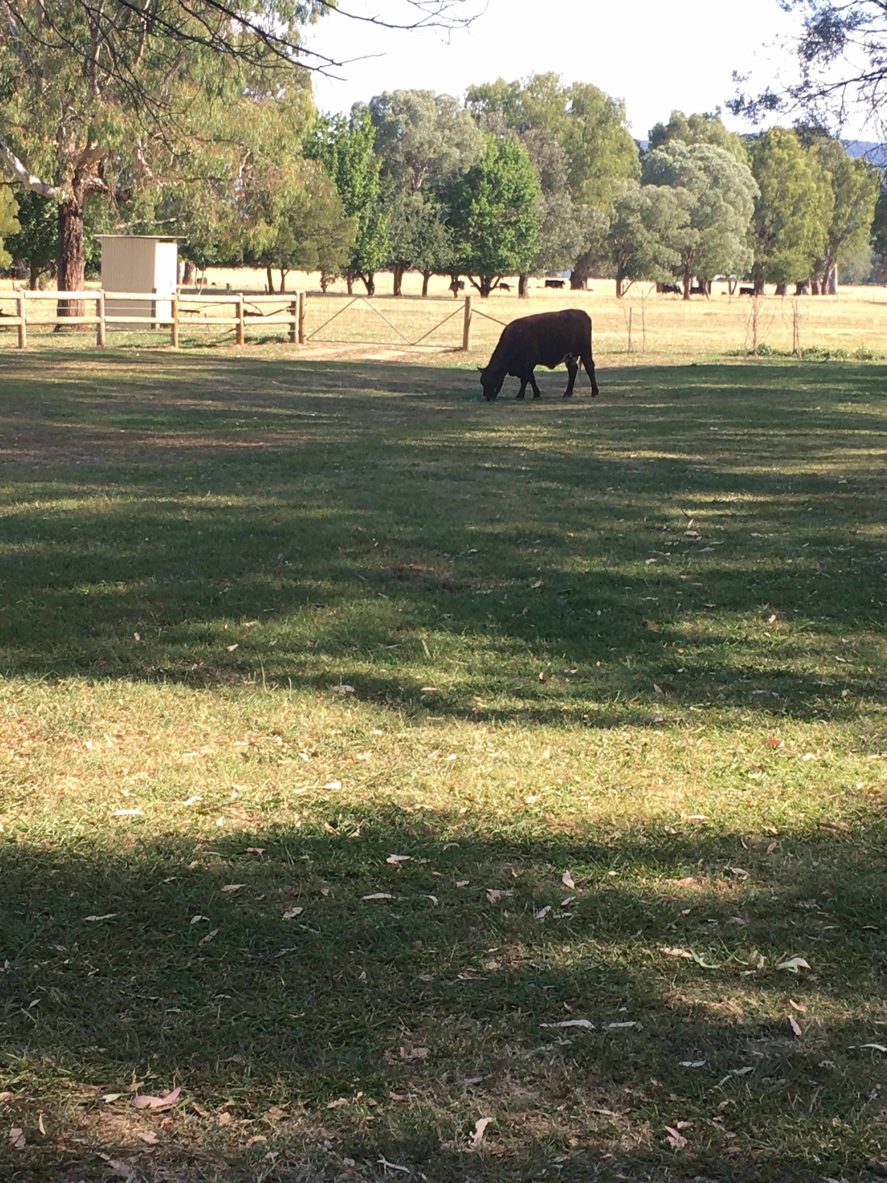 Bahwidgee on Tumut River