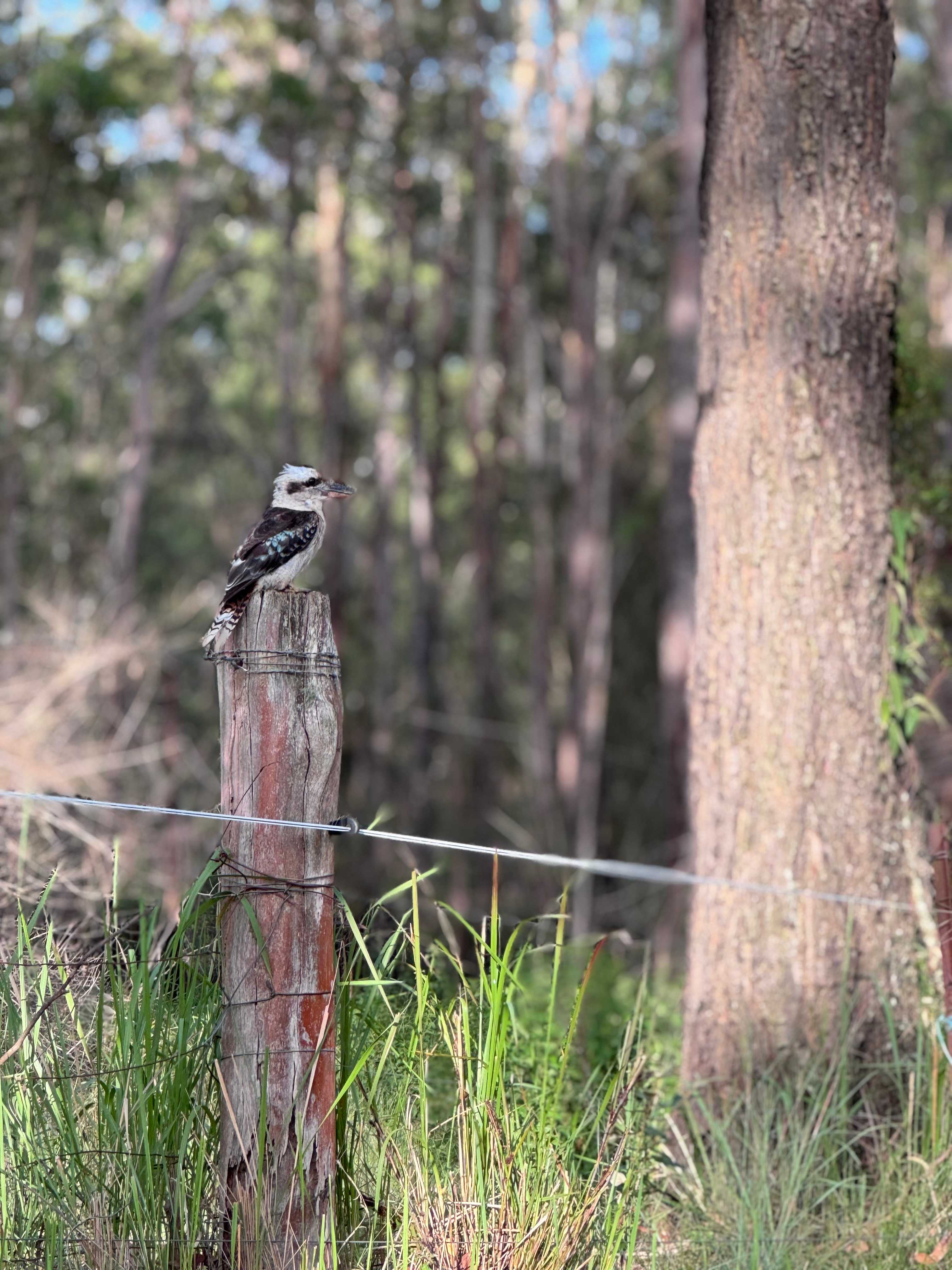 Blackbutt Permaculture Farm Camp