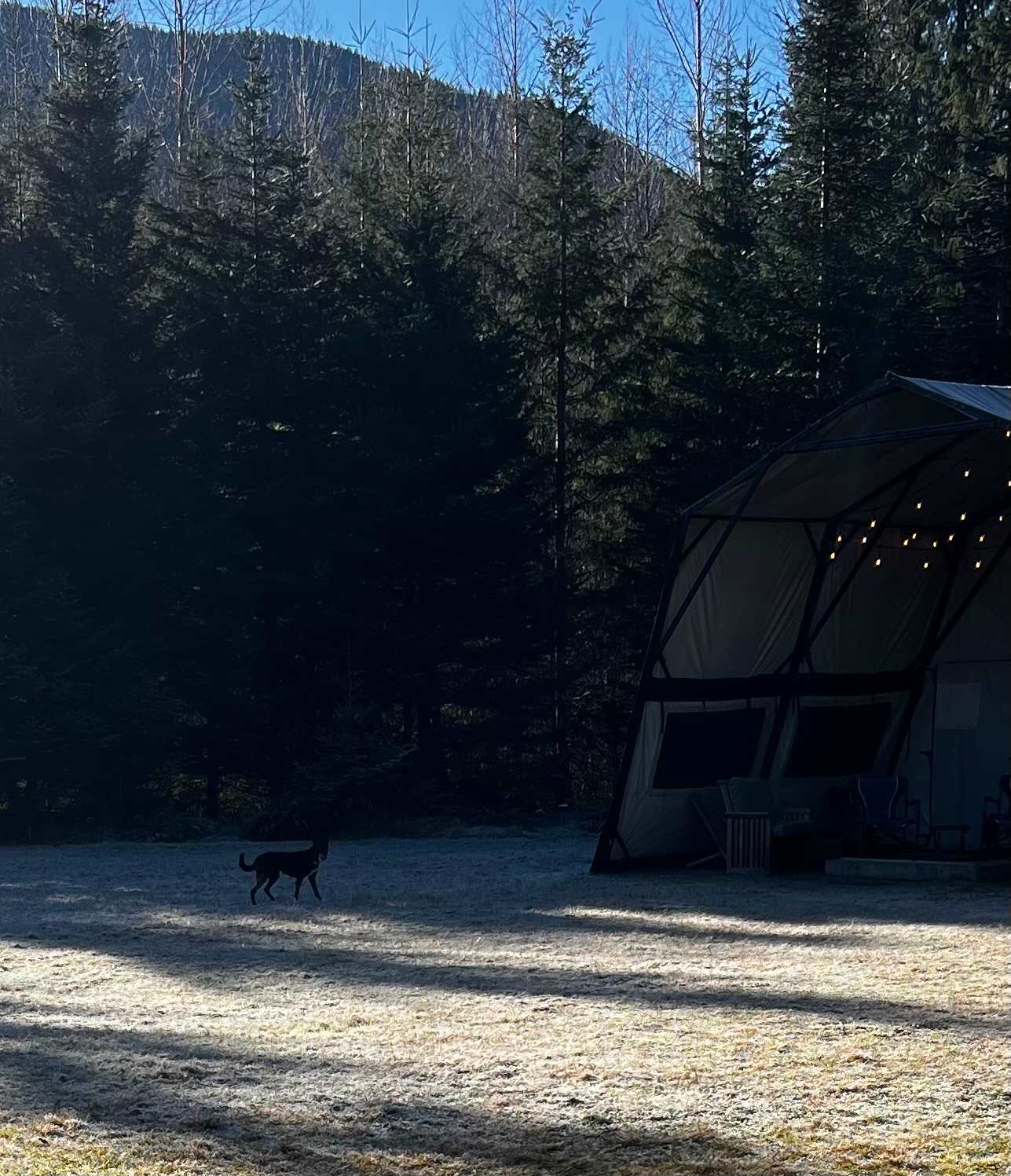 Our pup literally avoiding coming to the car to go home. 