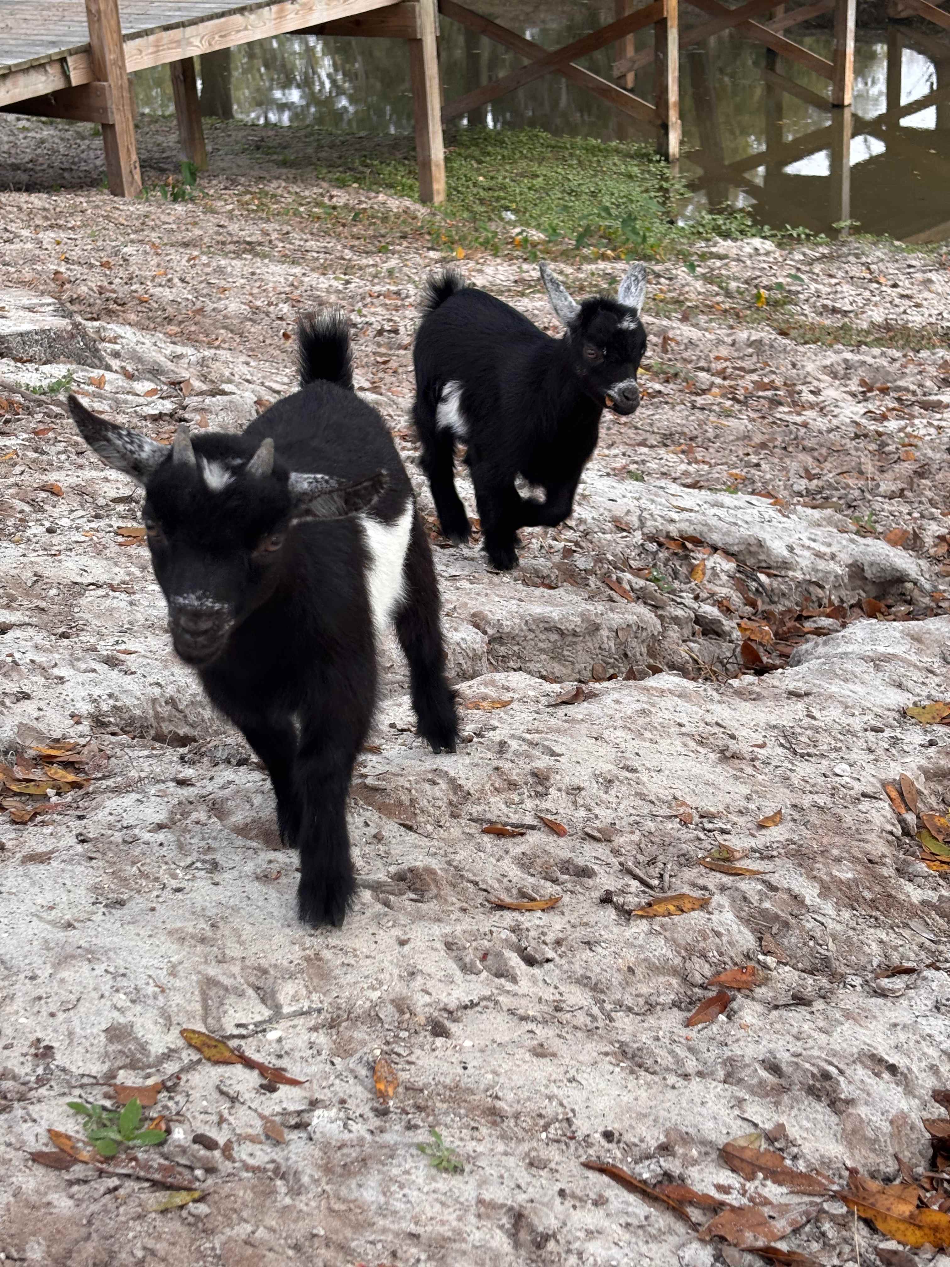 Wilderness Shores Ranch Campground!