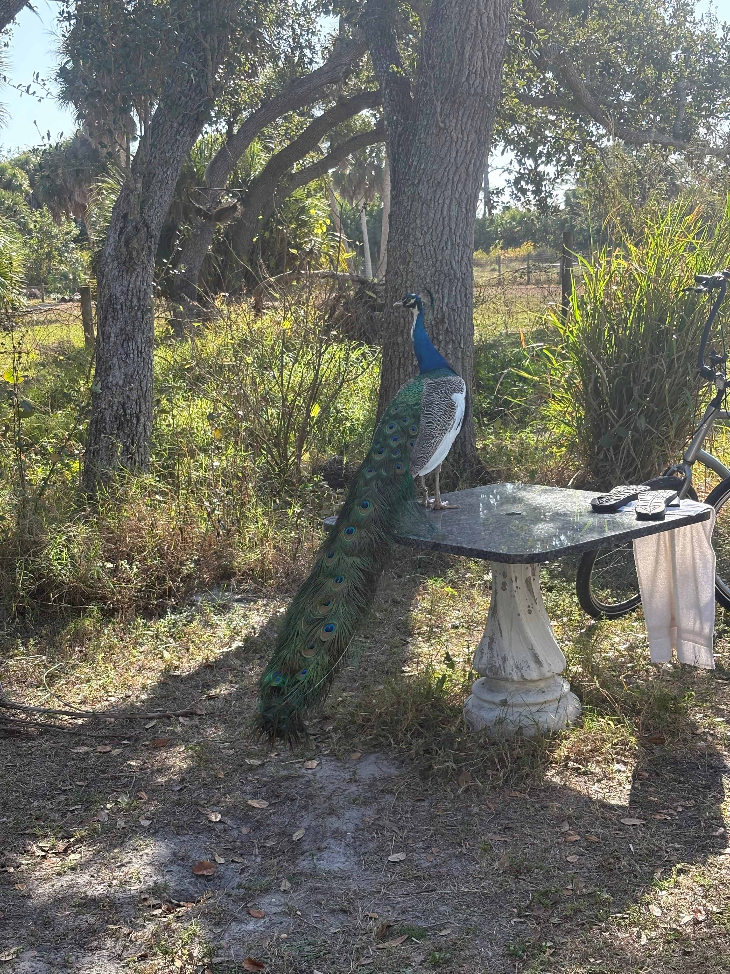 Bell Oaks Ranch 5 min from Beach