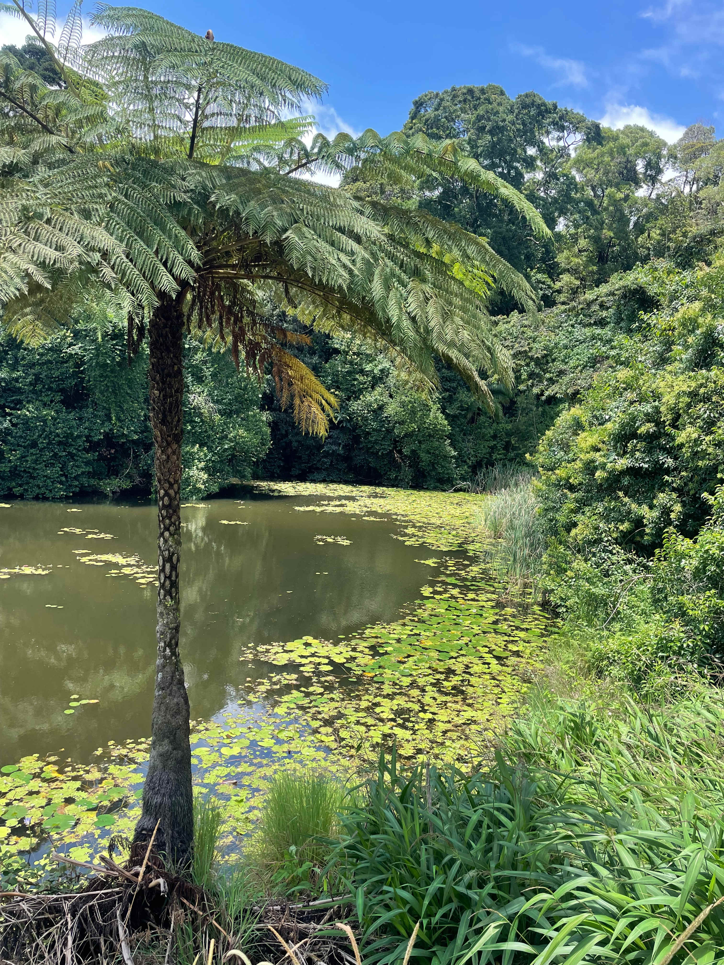 Tremayne - The Old Avocado Farm