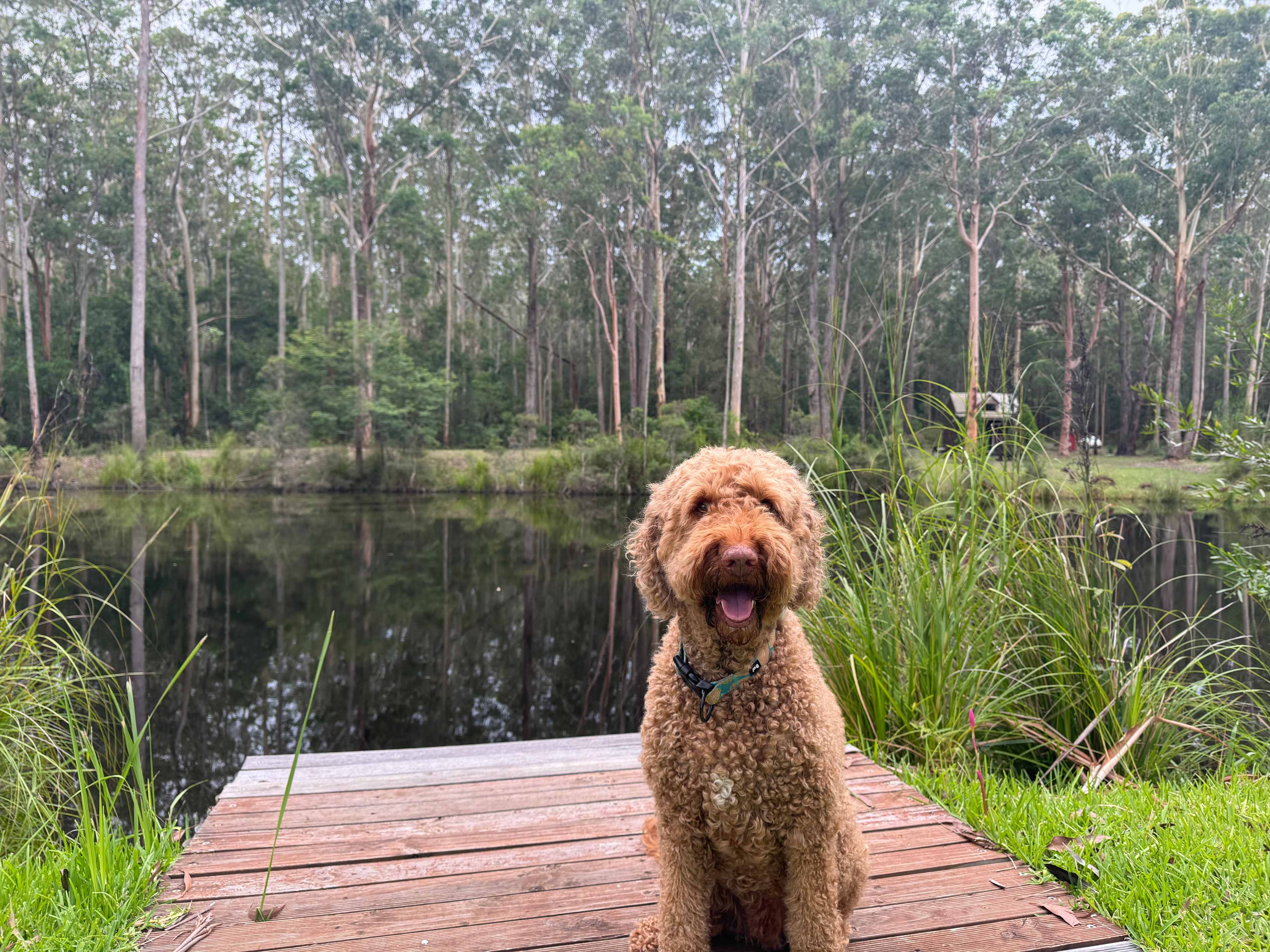 Mistinthegumtrees BUDGET 2 GLAMPING