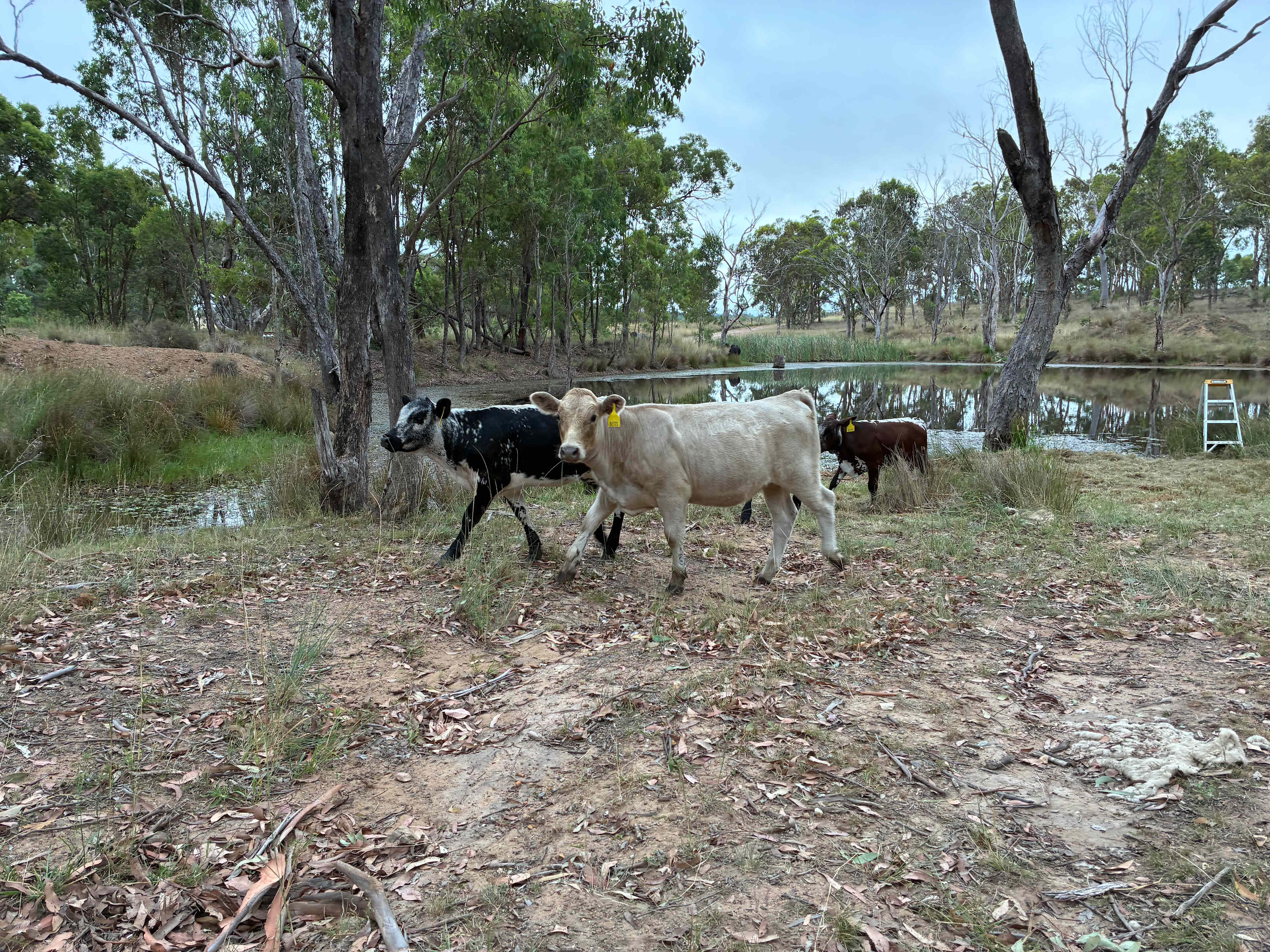 Cows were very curious and wandered about the site. 