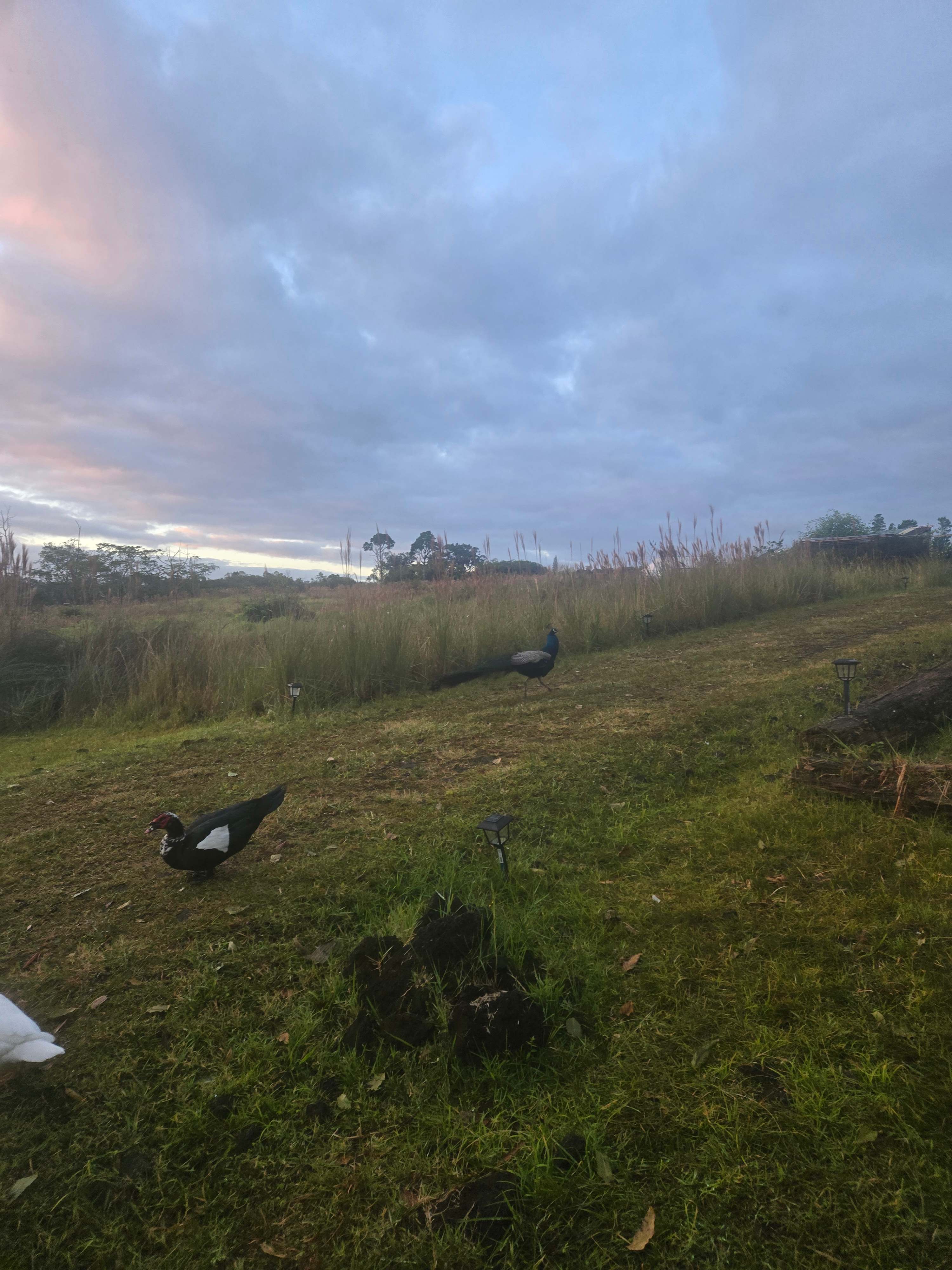 Beautiful happy ducks 