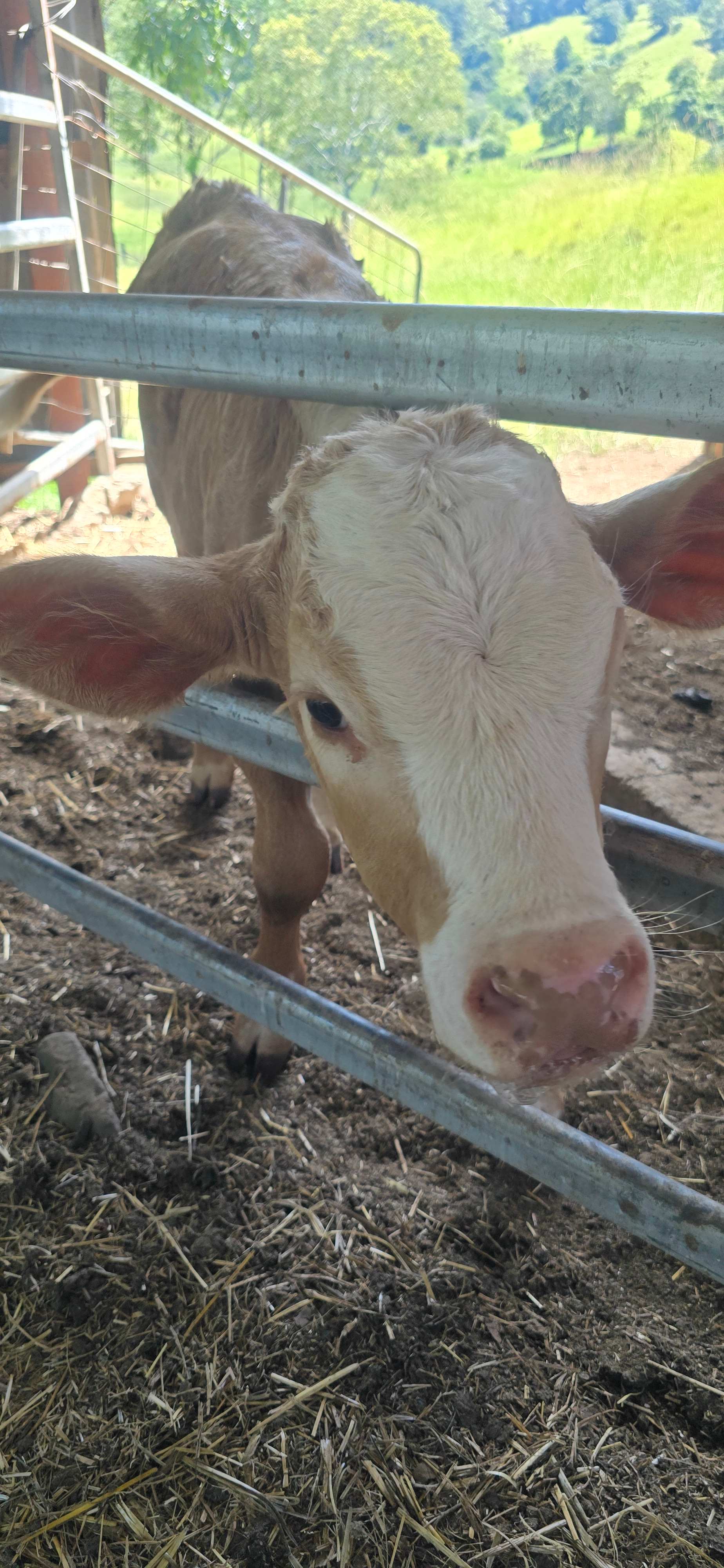 Tweed Valley - Doon Doon Farm