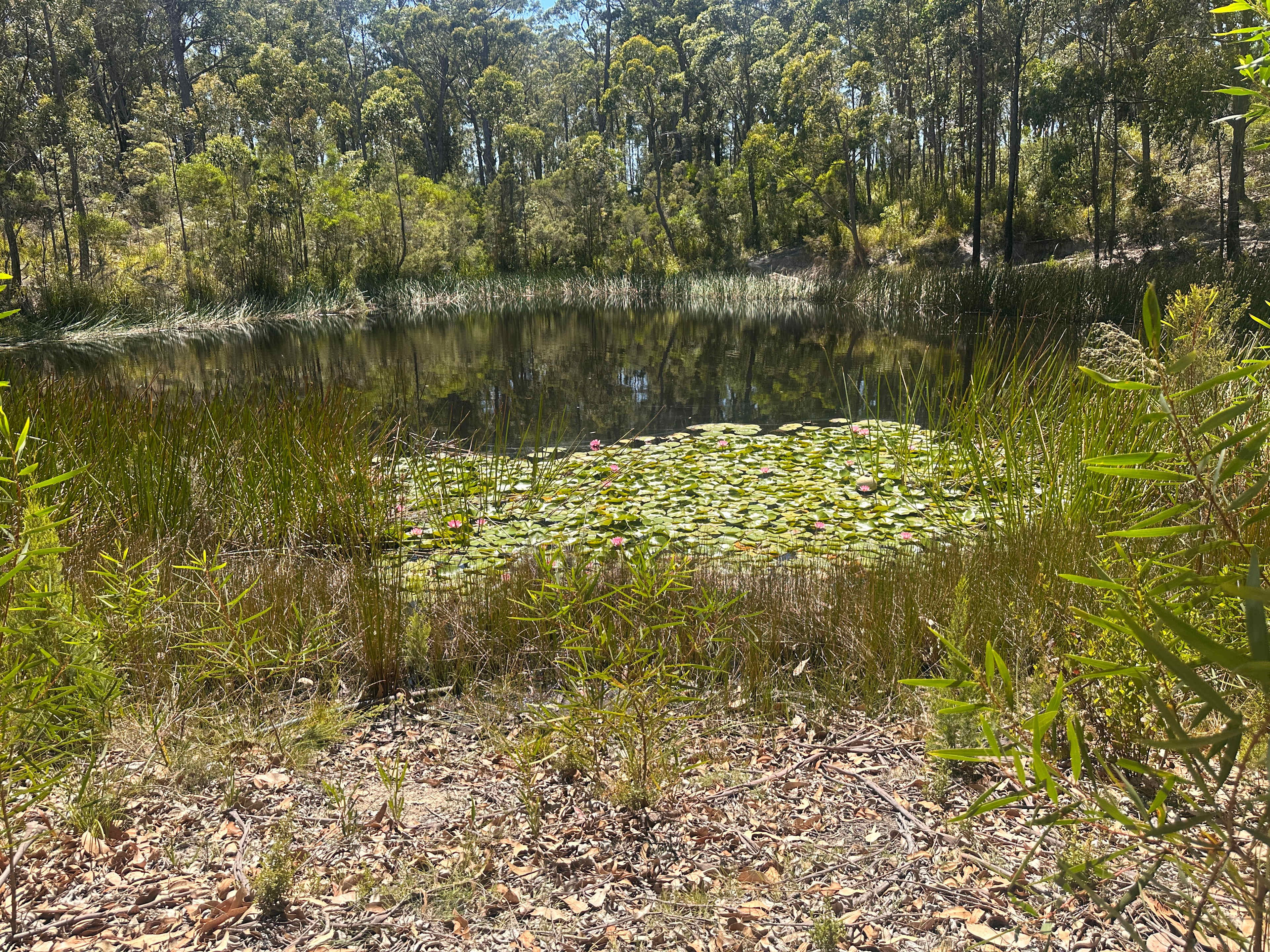 Secluded Konda Blueberry Farm