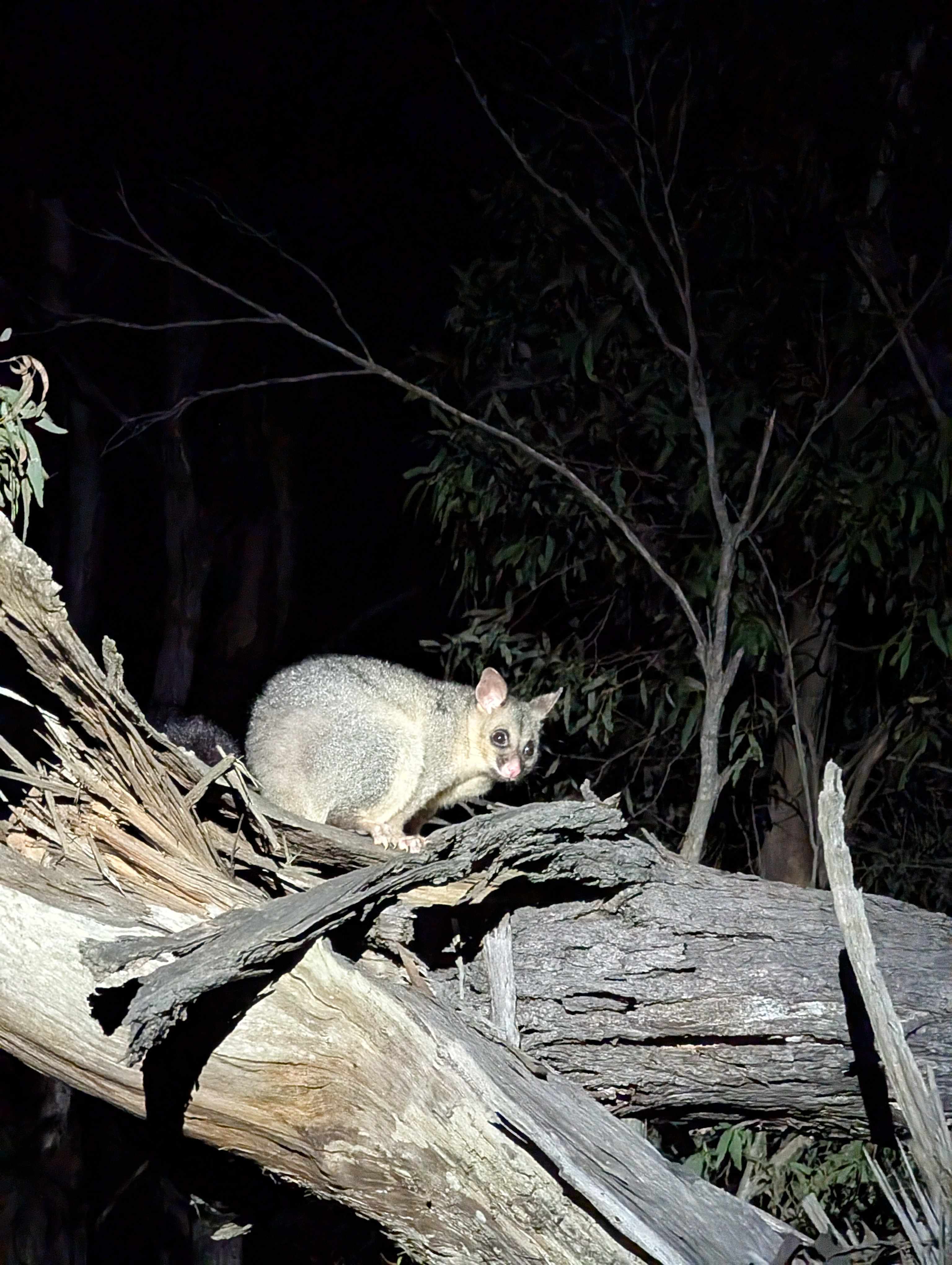 Monastery of 11 Strings