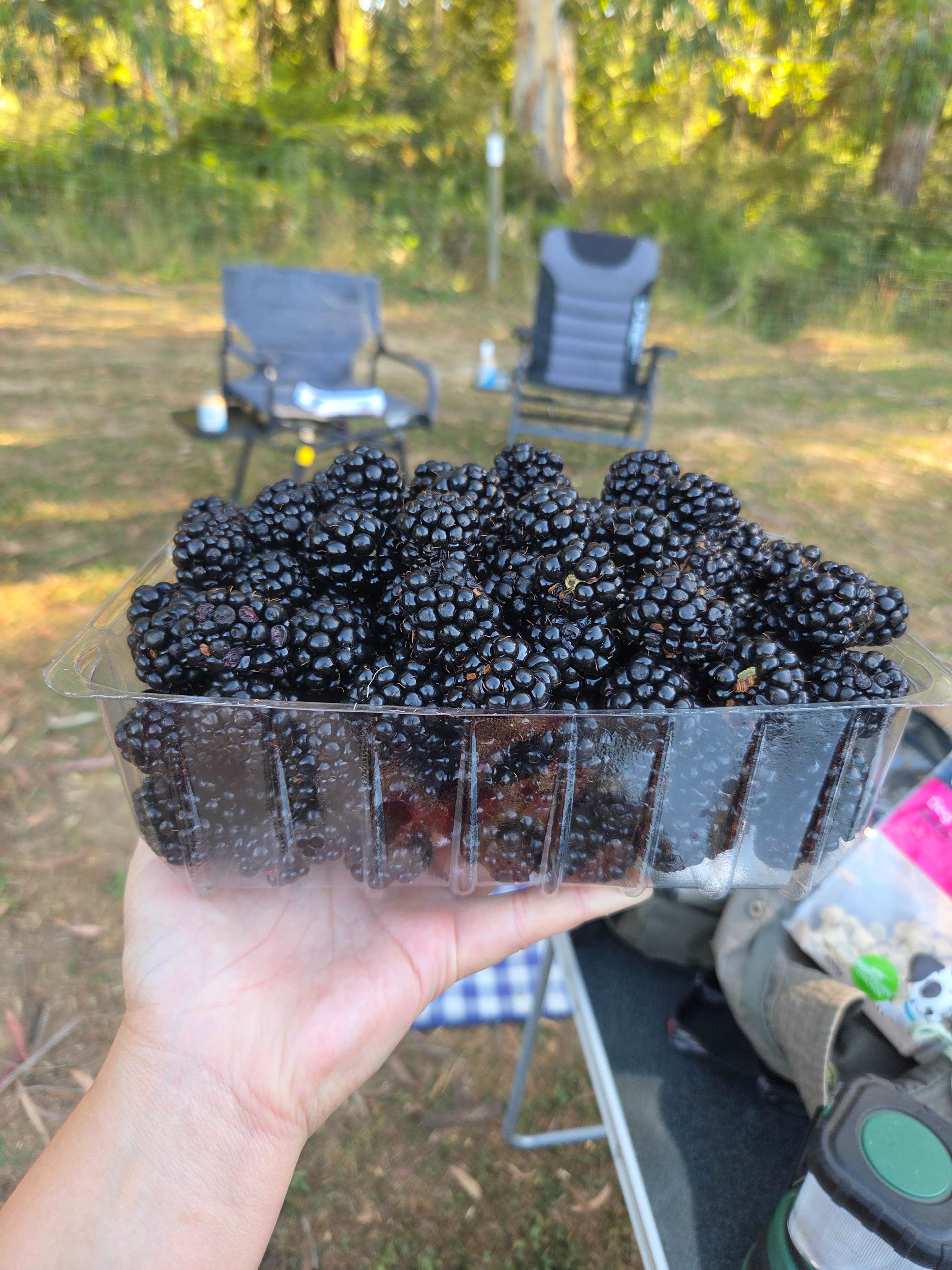 Nerrigundah Contrée Sauvage