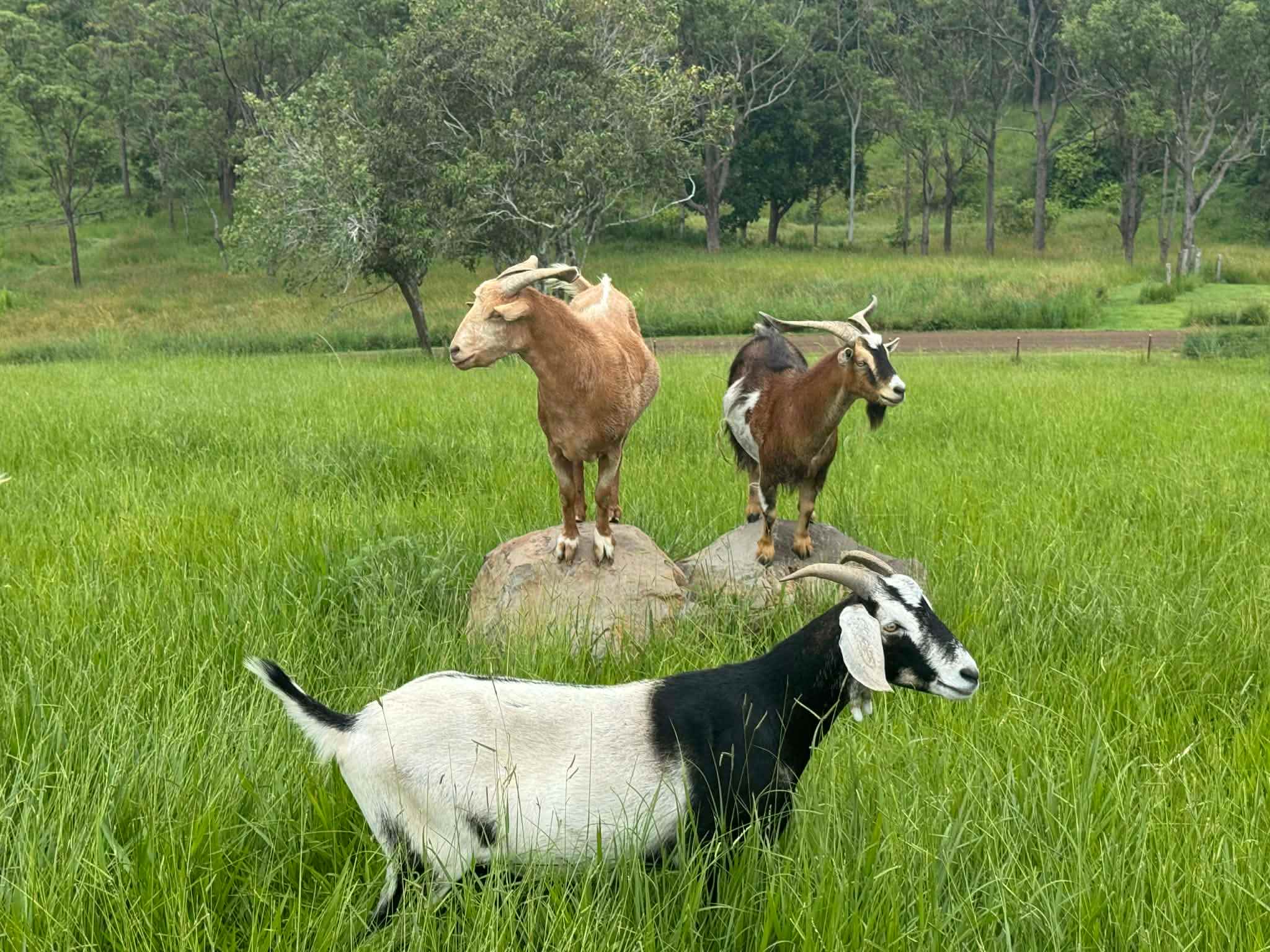 Wakana Ridge Homestead