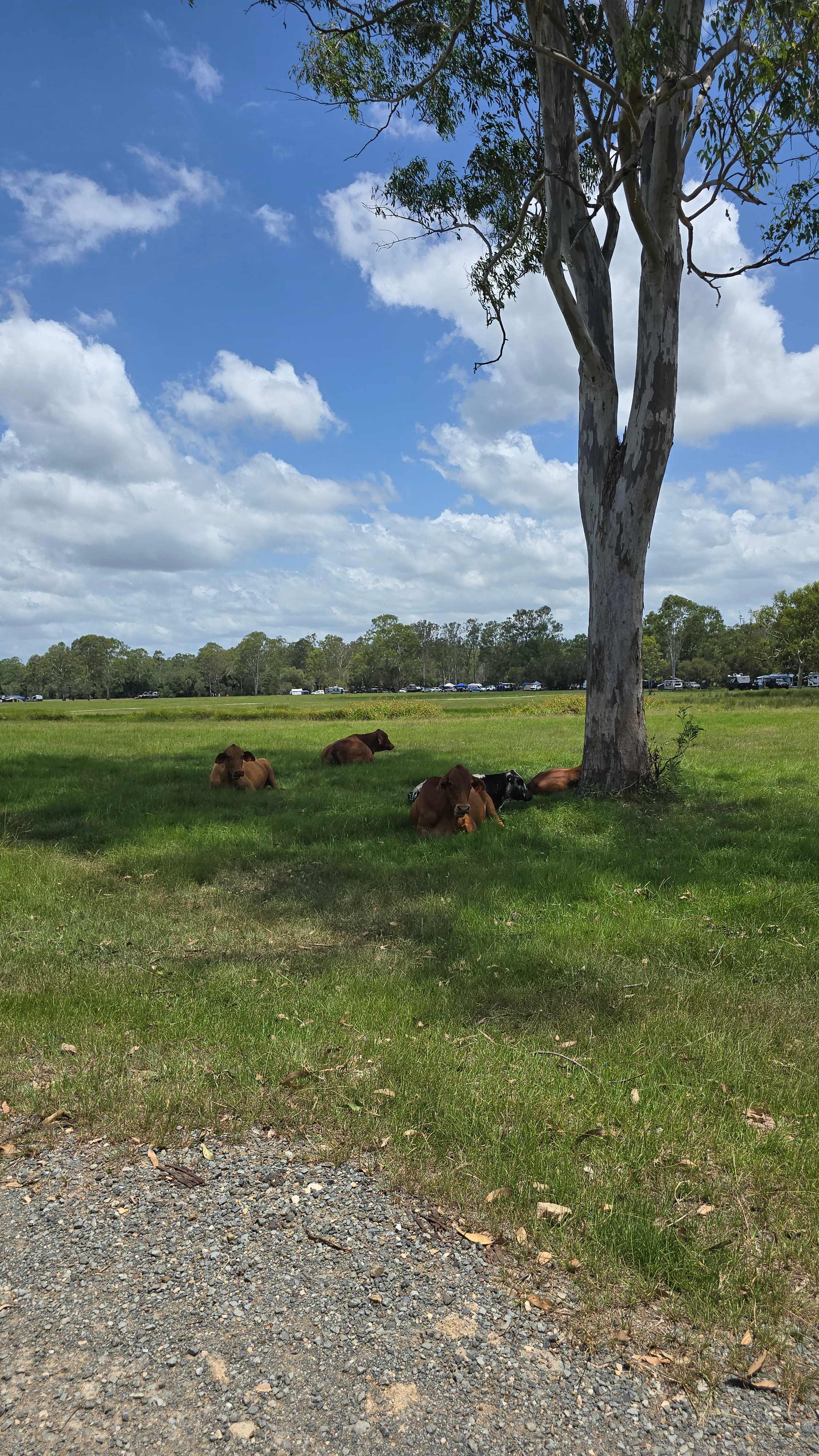 Gootchie Creek Escape