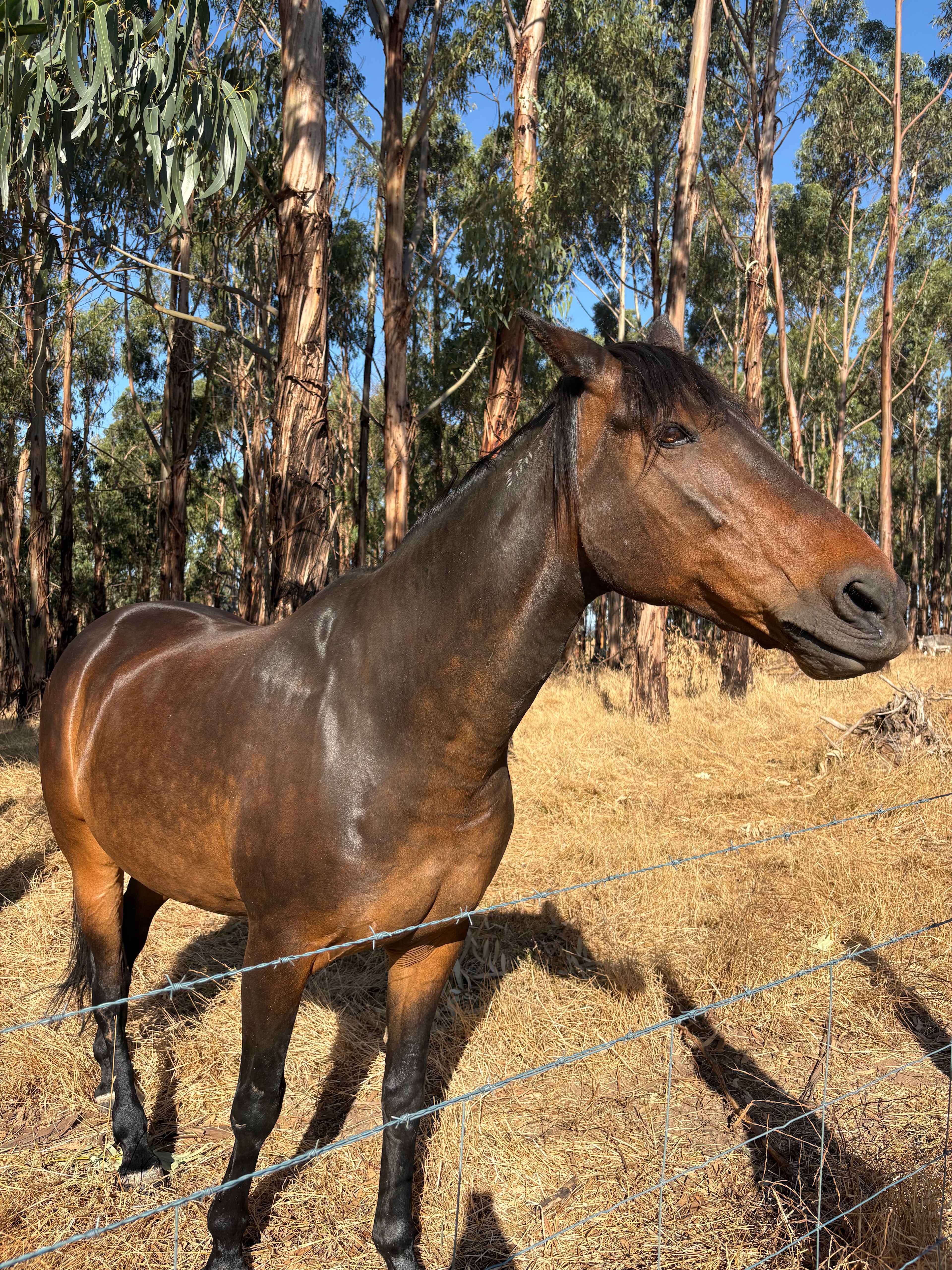 Koala Coast Retreat Farm