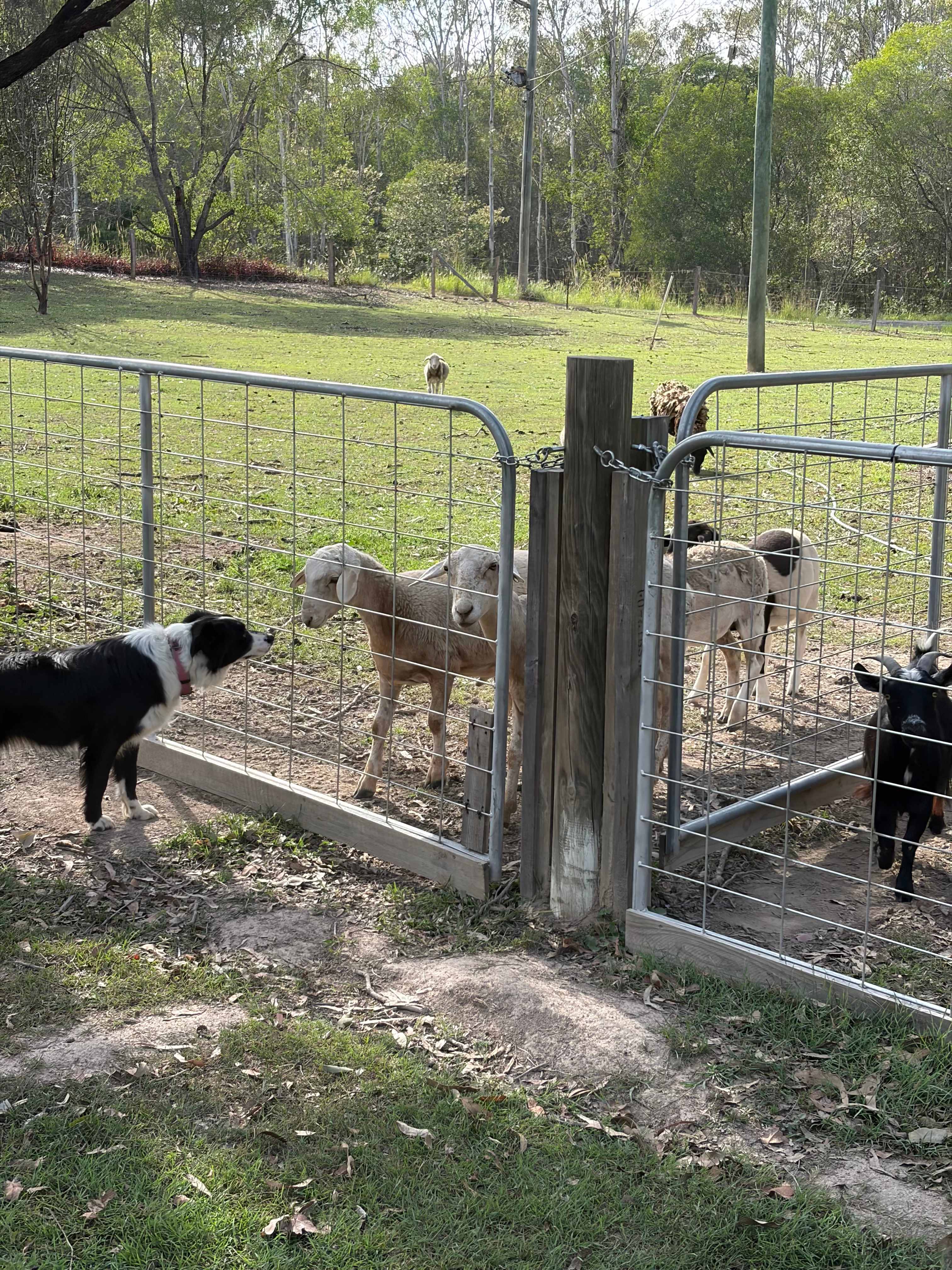 Hidden Creek Farm Qld