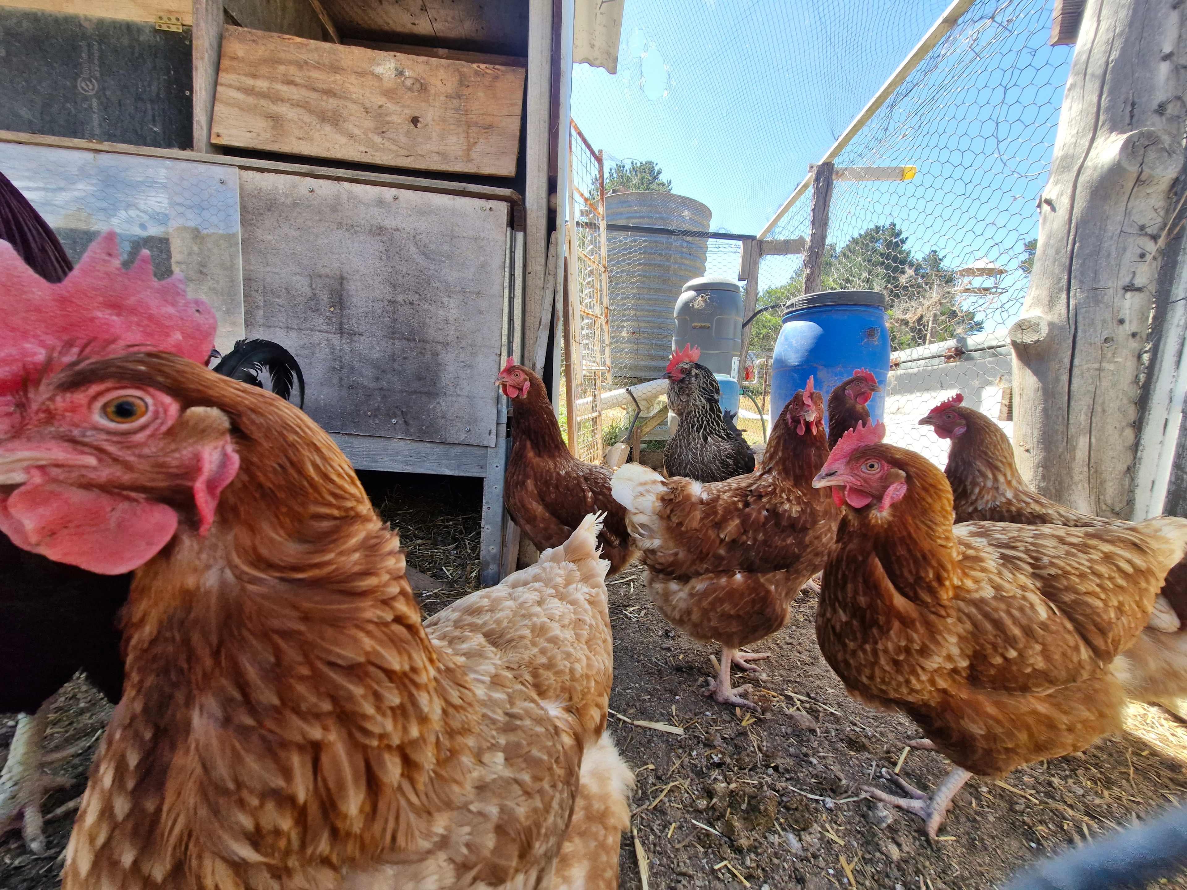 Pine Trees Farm - Waterloo