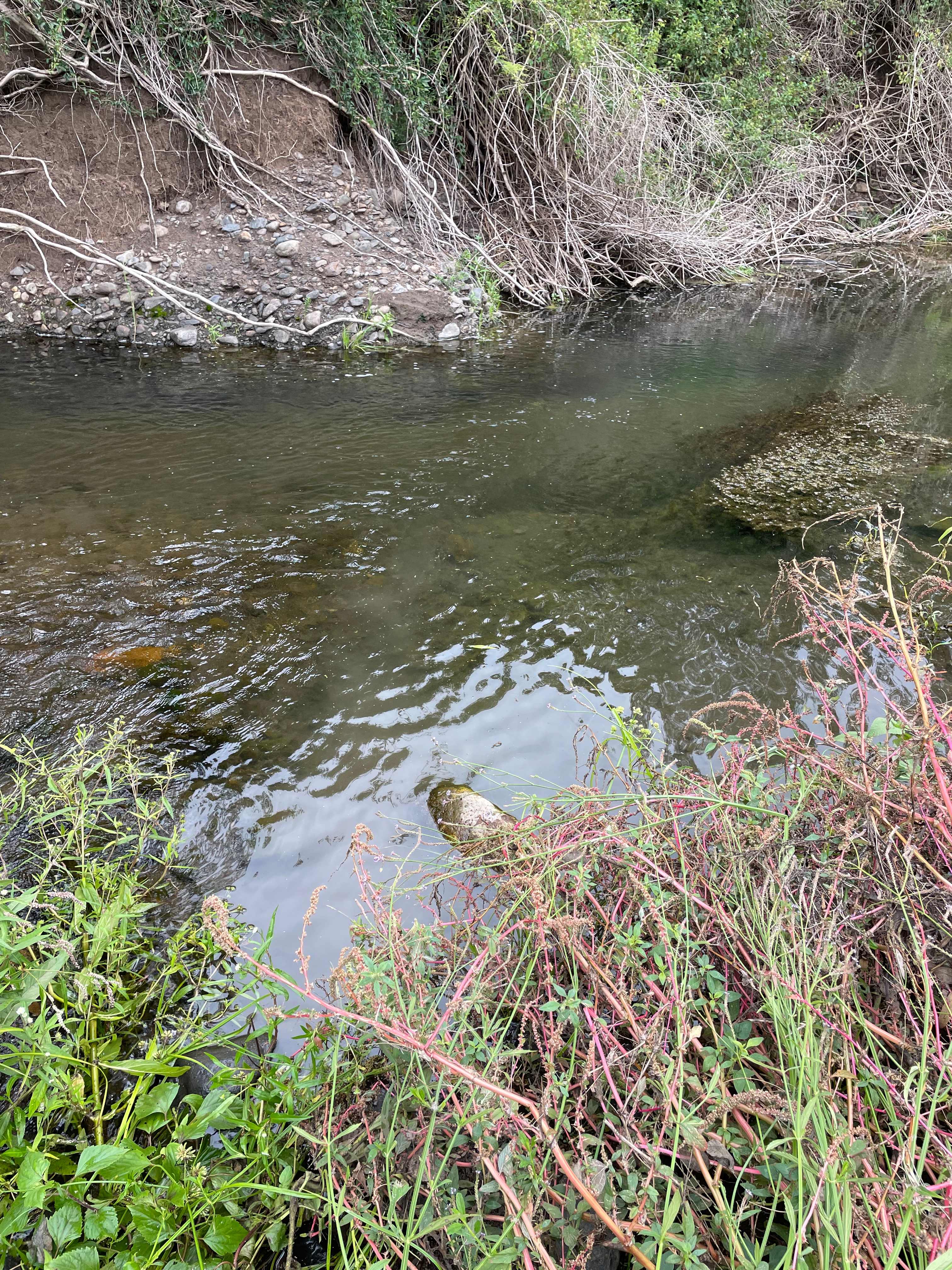 Warrill Creek Camping