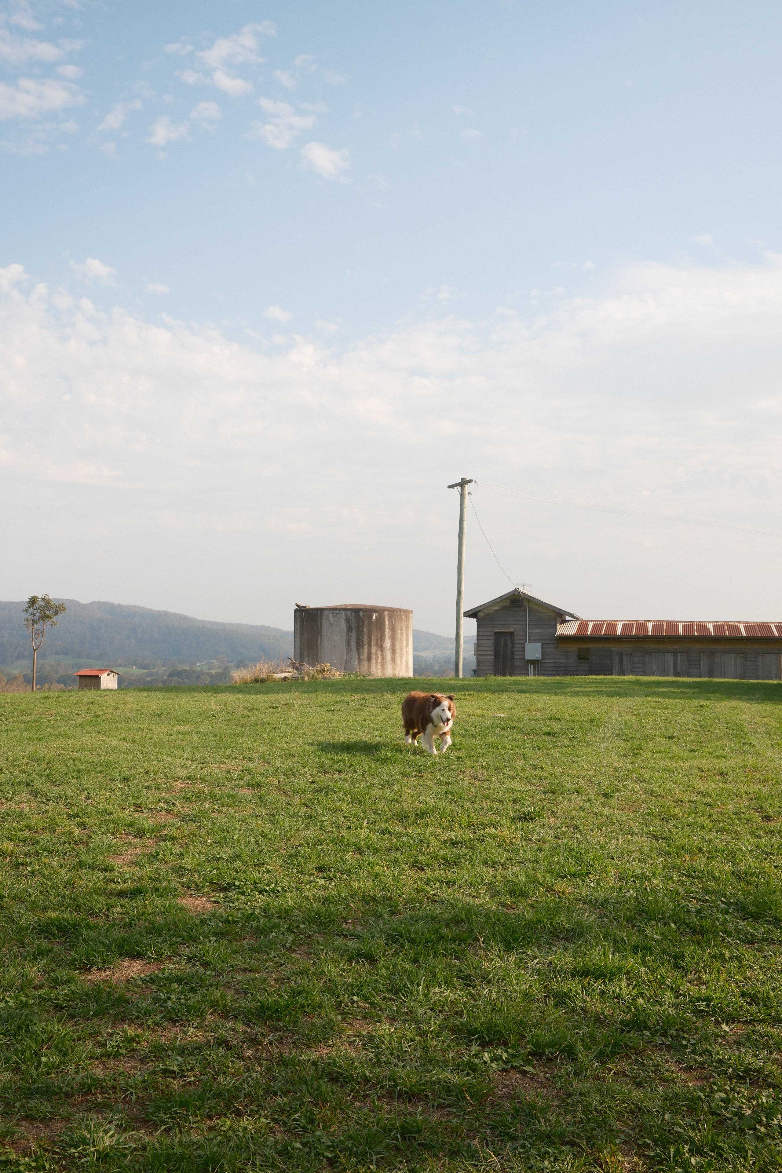 Sapphire Coast Dairy-Homestead