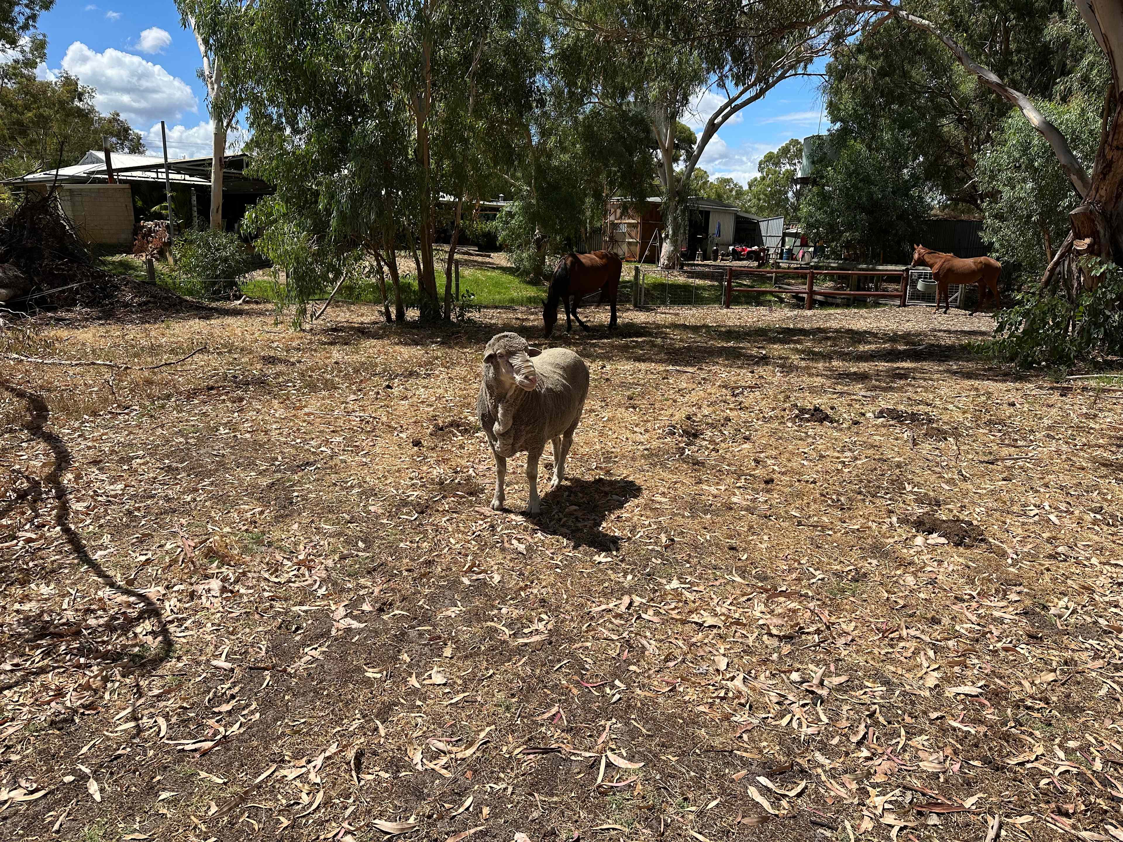 Everything Horses Ltd