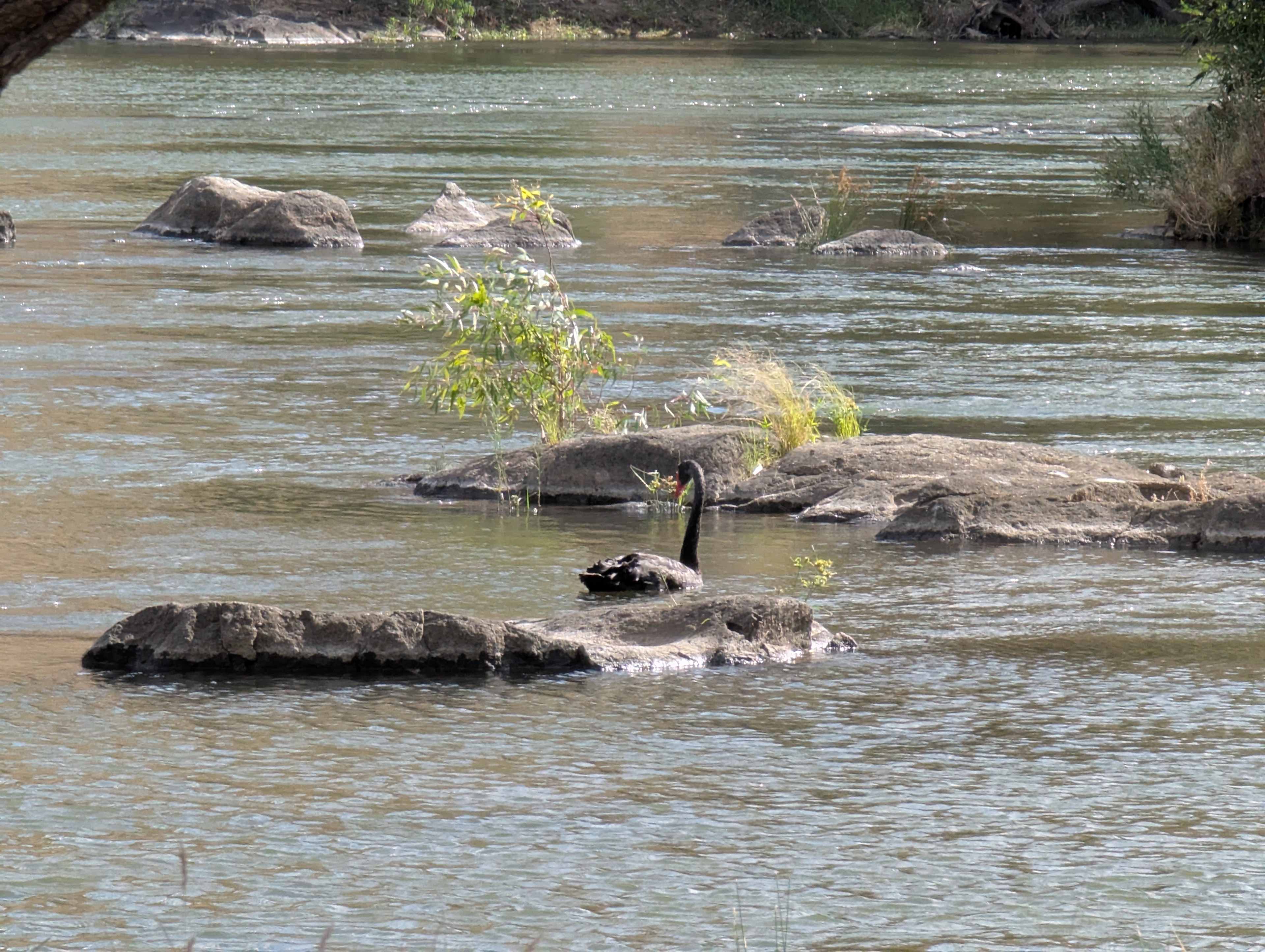 Jarabin on the Murrumbidgee