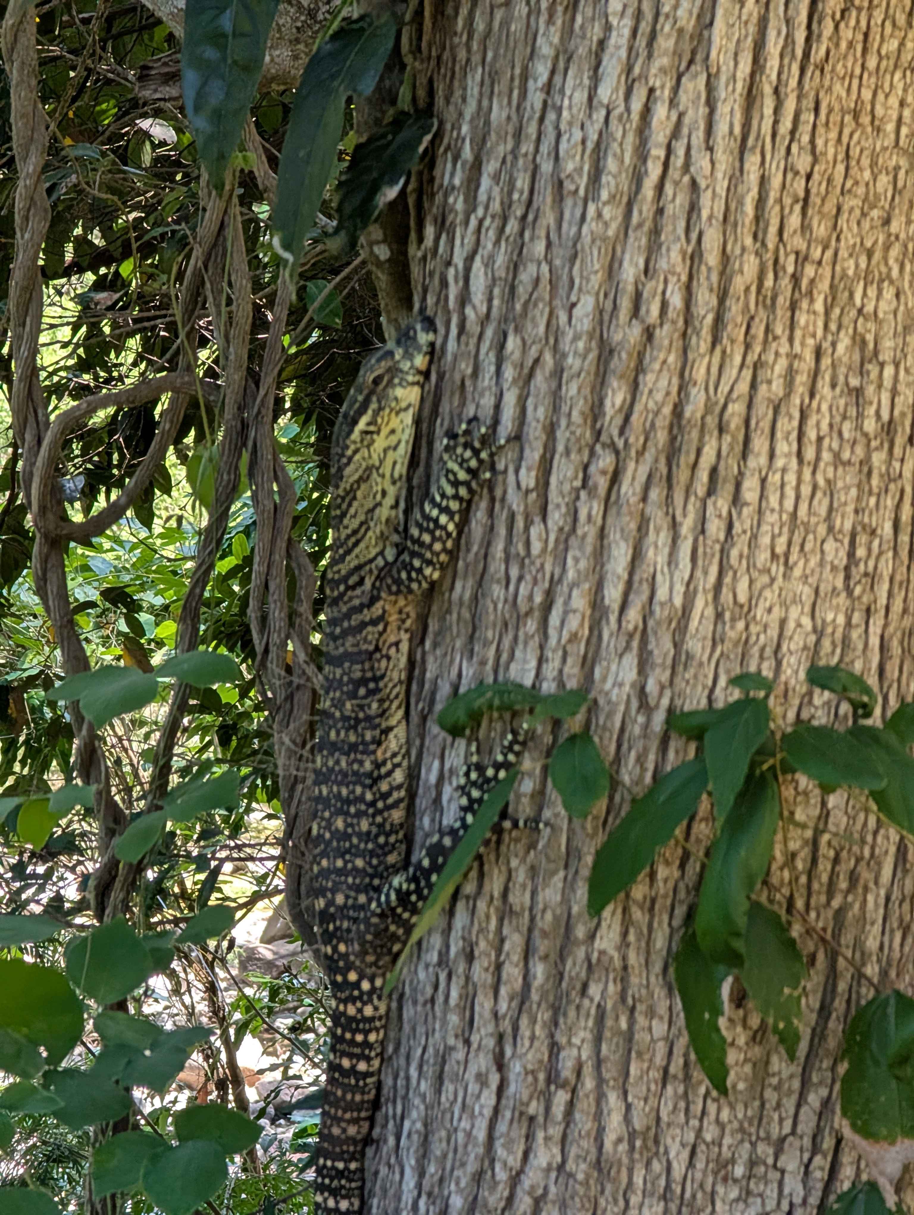 This beautiful goanna was right next to us.
