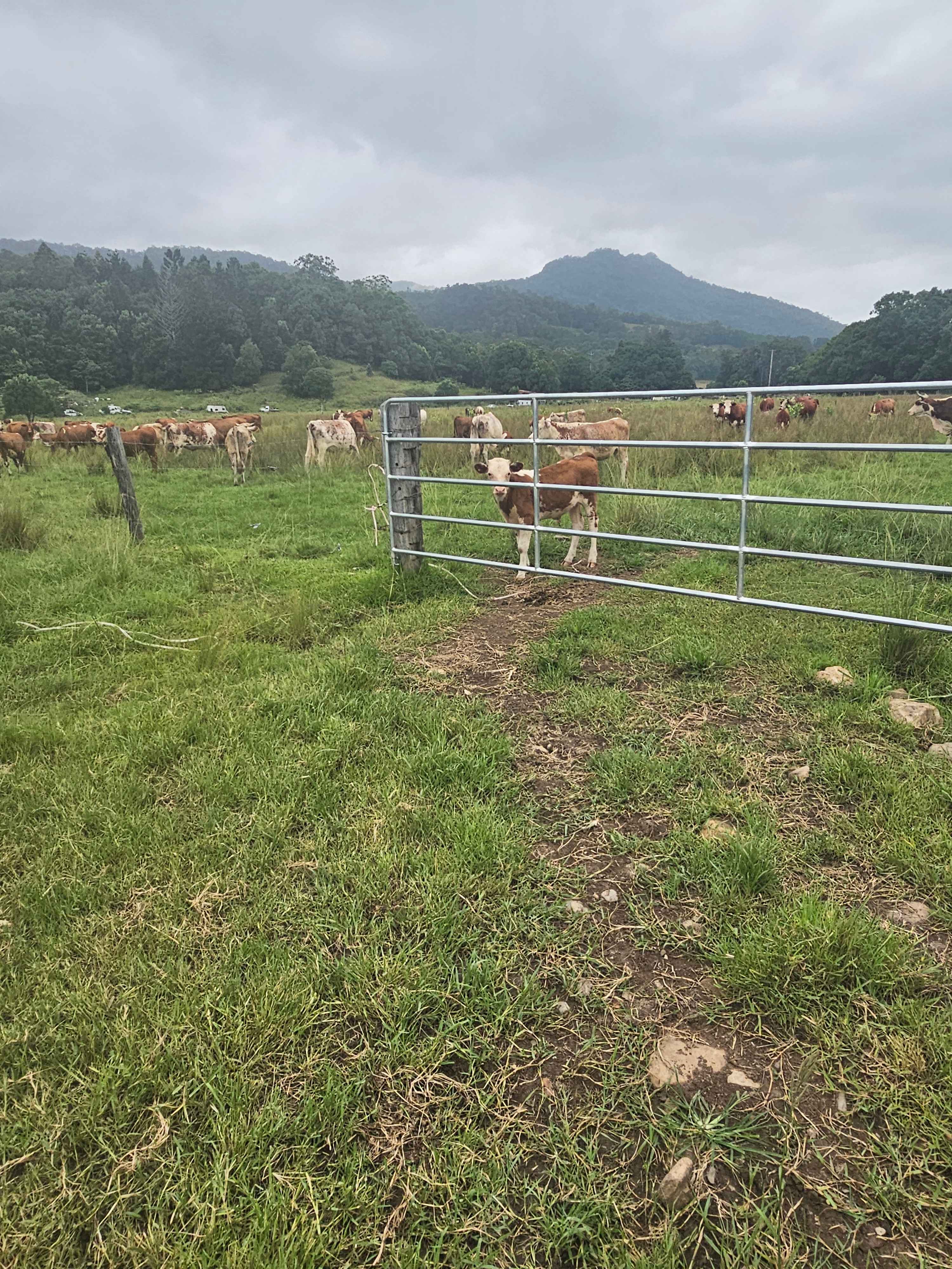McKenzies Mountain, Wollumbin